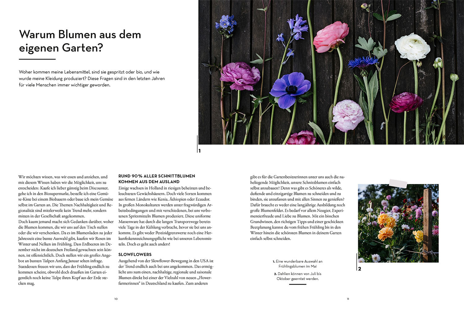 kosmos-vom-garten-in-die-vase-schnittblumen-ratgeber image 3