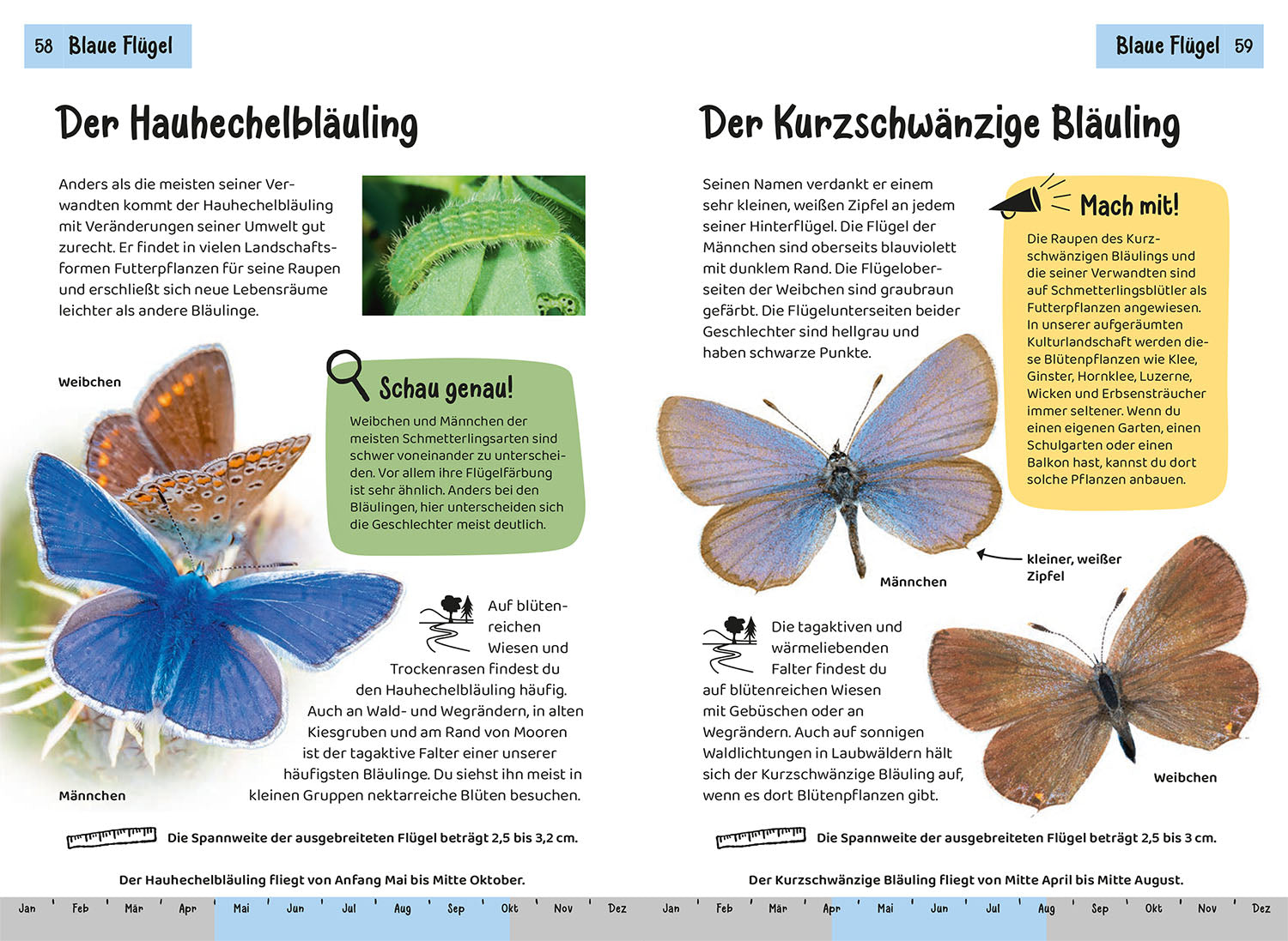 kosmos-welcher-schmetterling-ist-das-kindernaturf-hrer-85-arten image 5
