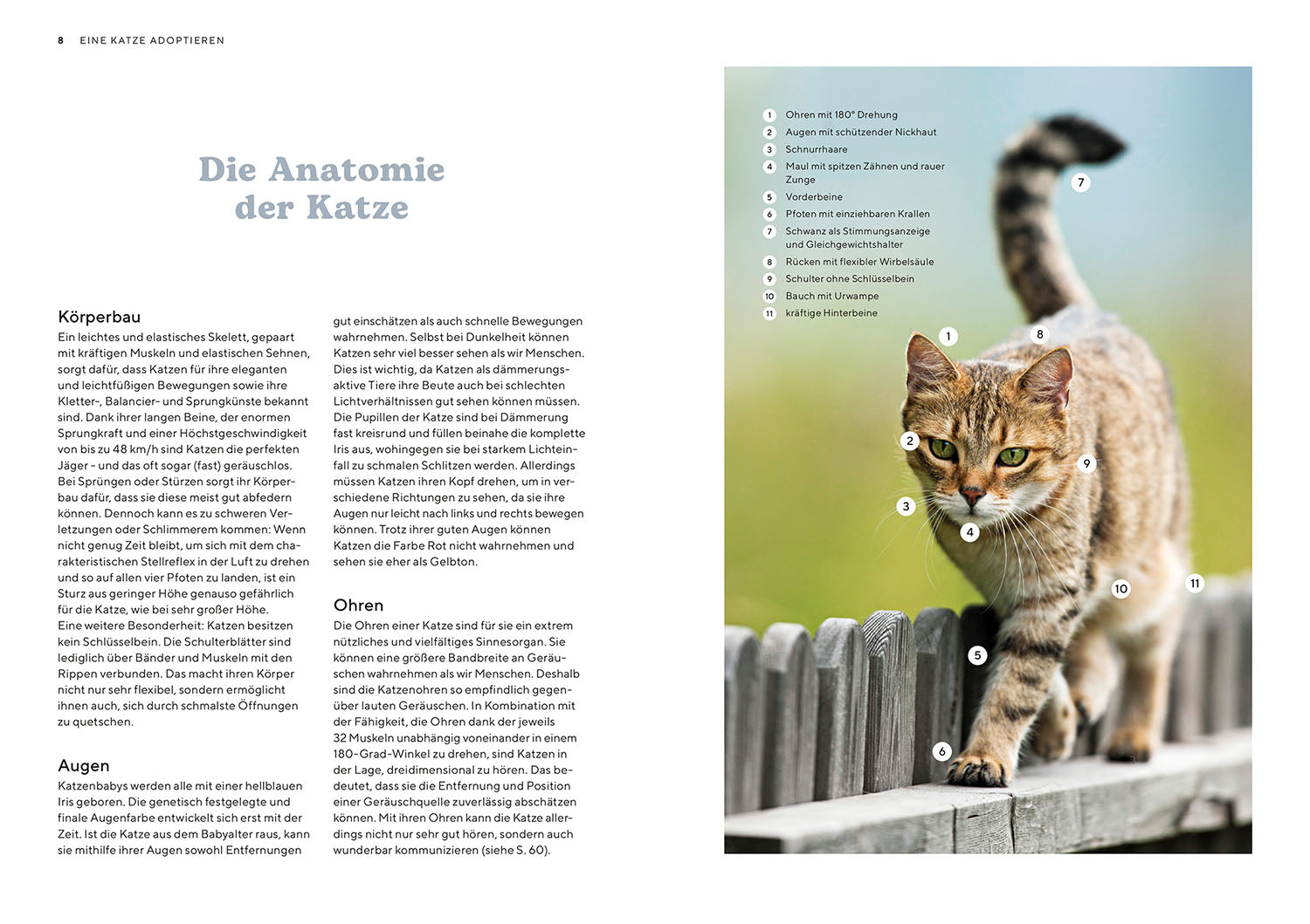 kosmos-k-tzchen-ratgeber-katzenbuch-haltung-auswahl image 3