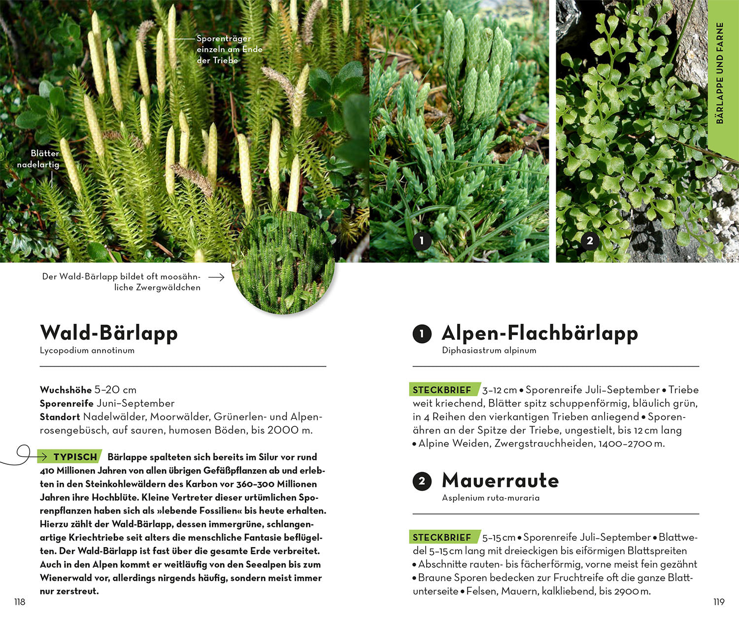 kosmos-basic-alpenblumen-naturf-hrer-taschenformat image 6