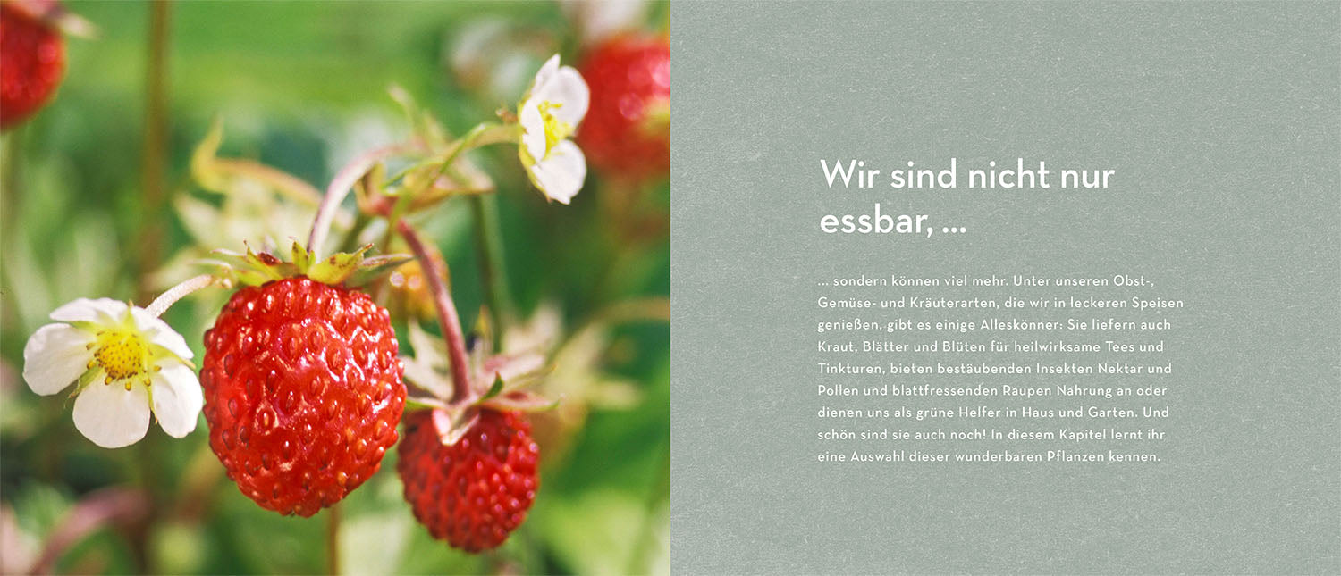 kosmos-allesk-nner-im-garten-buch-nutzpflanzen image 5