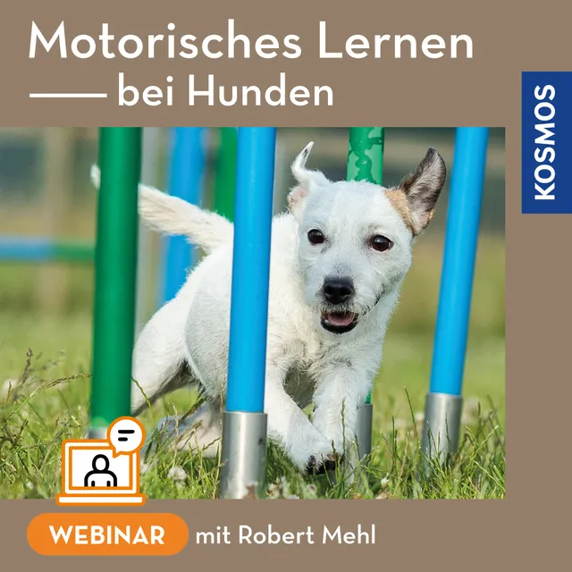 kosmos-motorisches-lernen-bei-hunden-webinar-live-webinar image 1