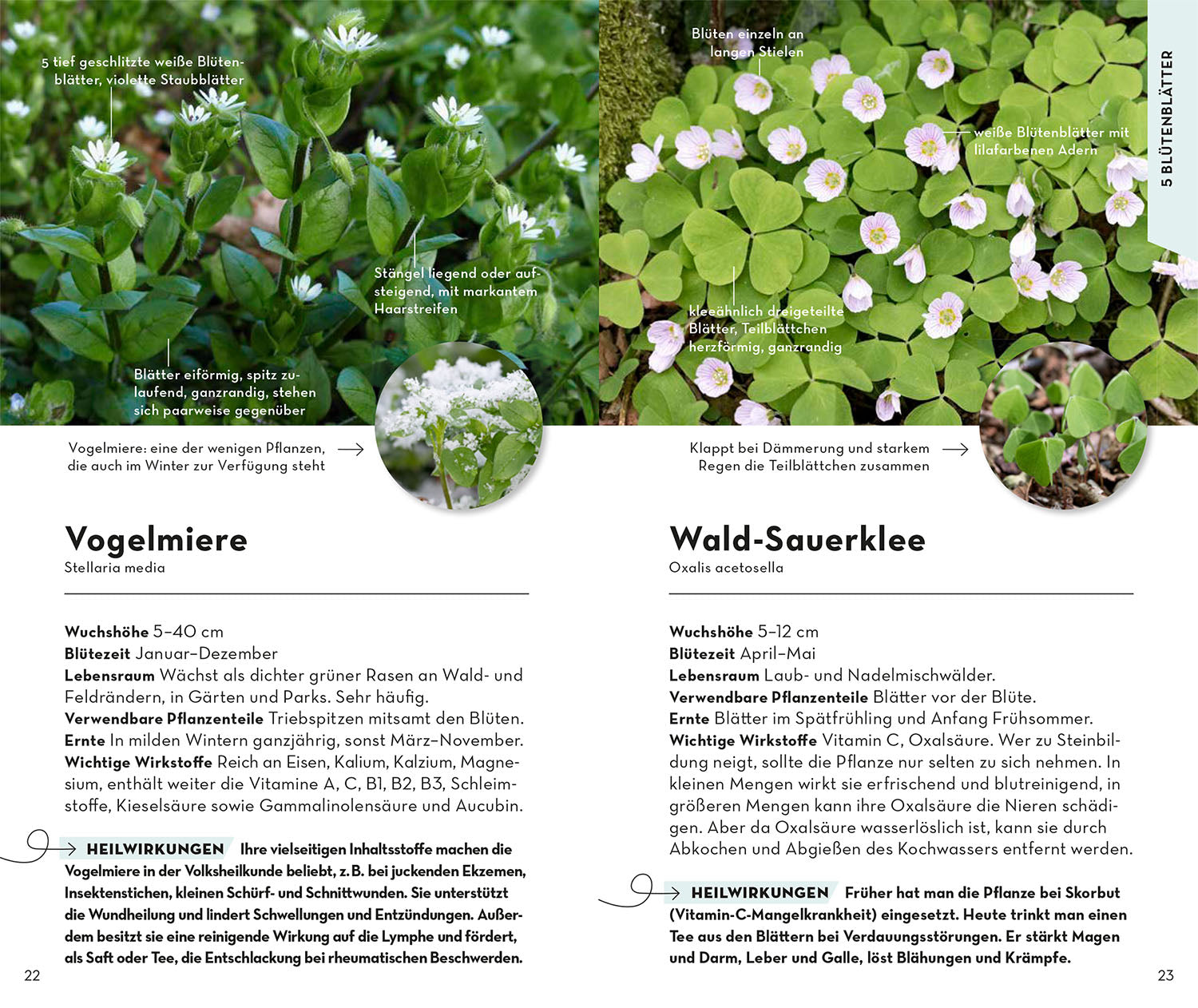 basic-heilpflanzen-naturf-hrer-100-heilkr-uter-buch image 4