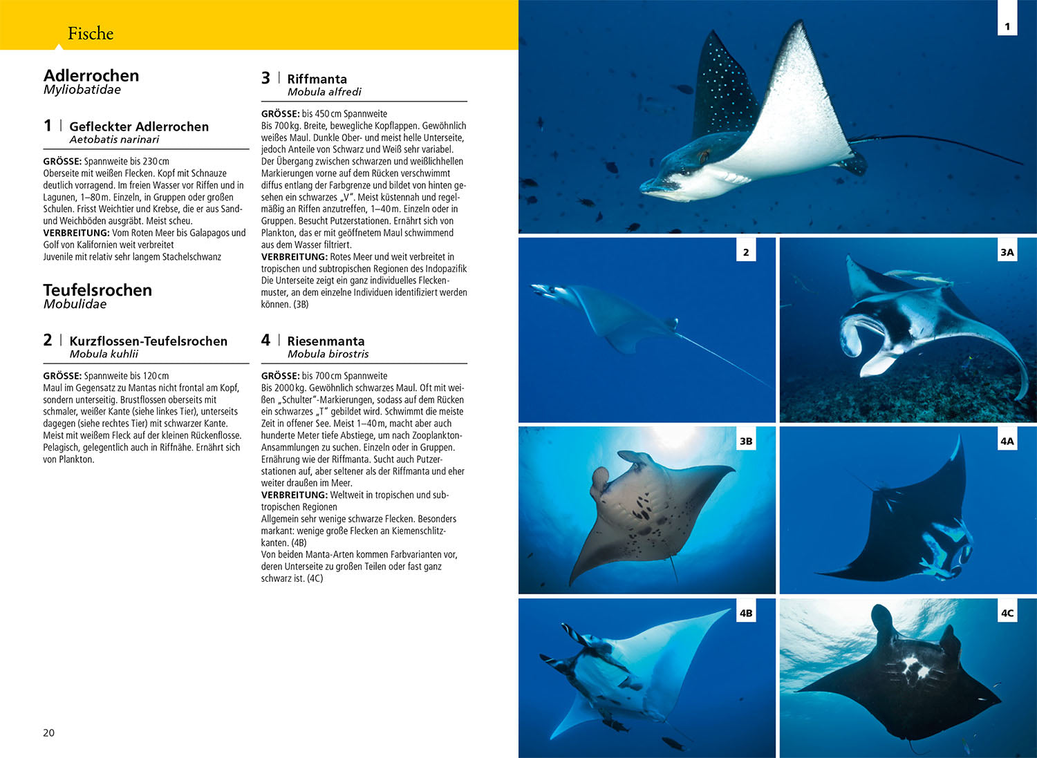 kosmos-riff-f-hrer-rotes-meer-naturf-hrer-tauchen-schnorcheln-2 image 4