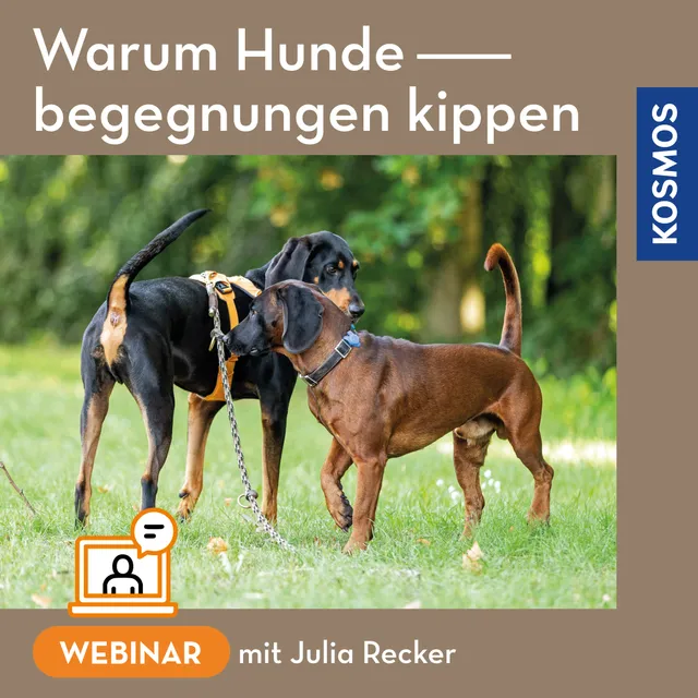 adventure-games-digital-warum-hundebegegnungen-kippen-webinar-live image 1