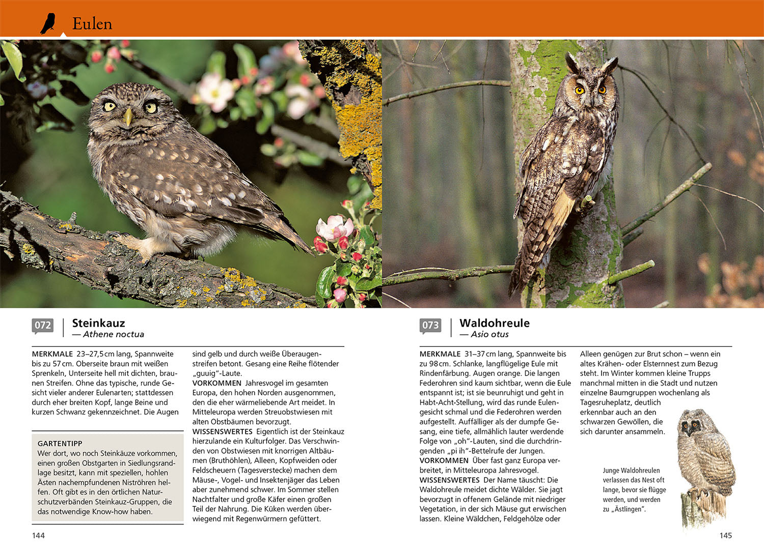 welcher-gartenvogel-ist-das-kosmos-vogelbuch-mit-100-arten-nabu image 6