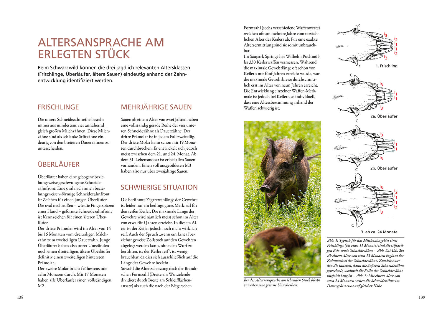kosmos-die-altersansprache-des-schalenwilds-ratgeber-jagd image 6