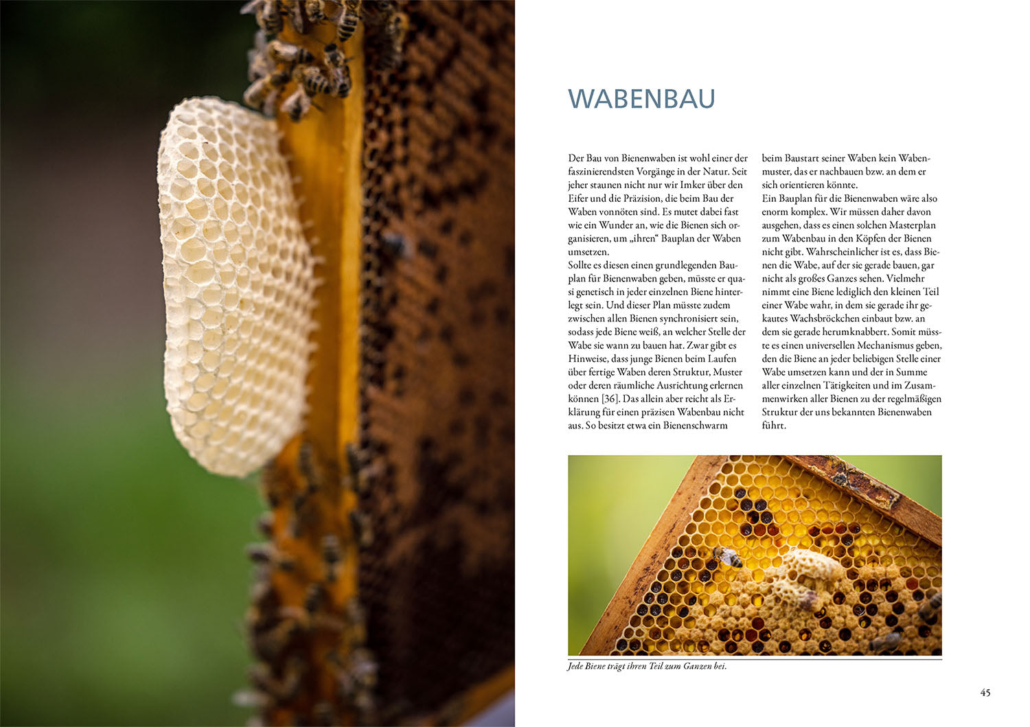 adventure-games-b-cher-bienenwachs-und-wachskreislauf-ratgeber-imker image 4