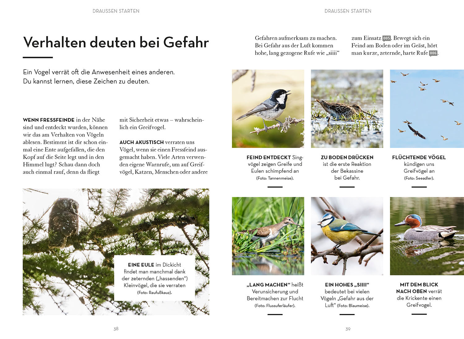 kosmos-v-gel-beobachten-praxisbuch-birding-einsteiger image 4