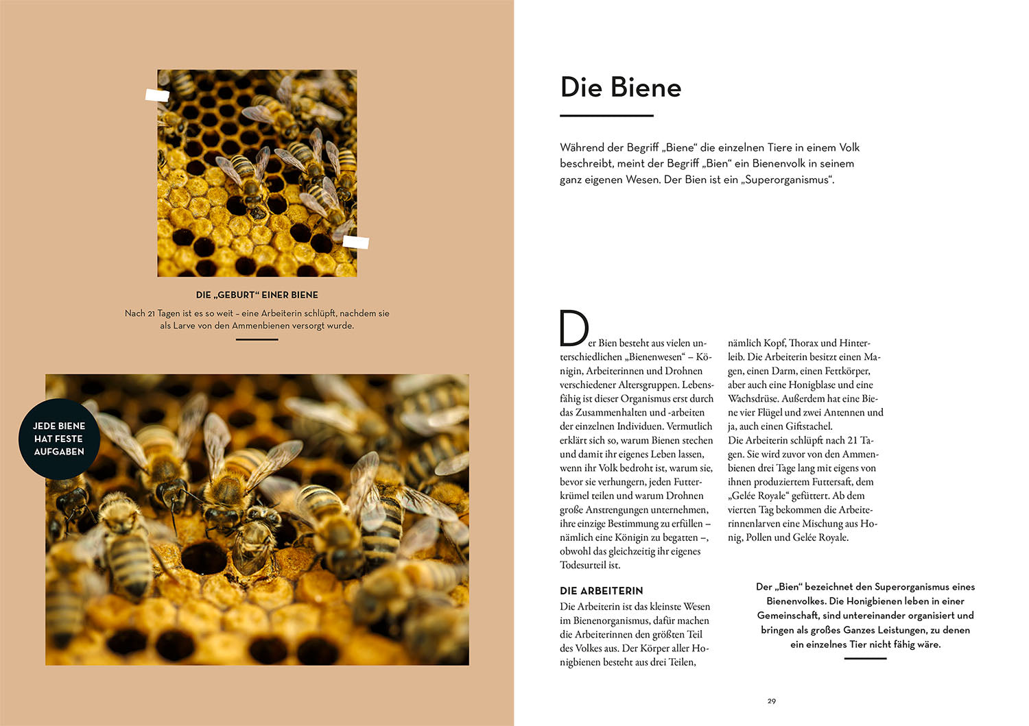 kosmos-imkern-ratgeber-bienenjahr-jungimker-mit-filmen image 4
