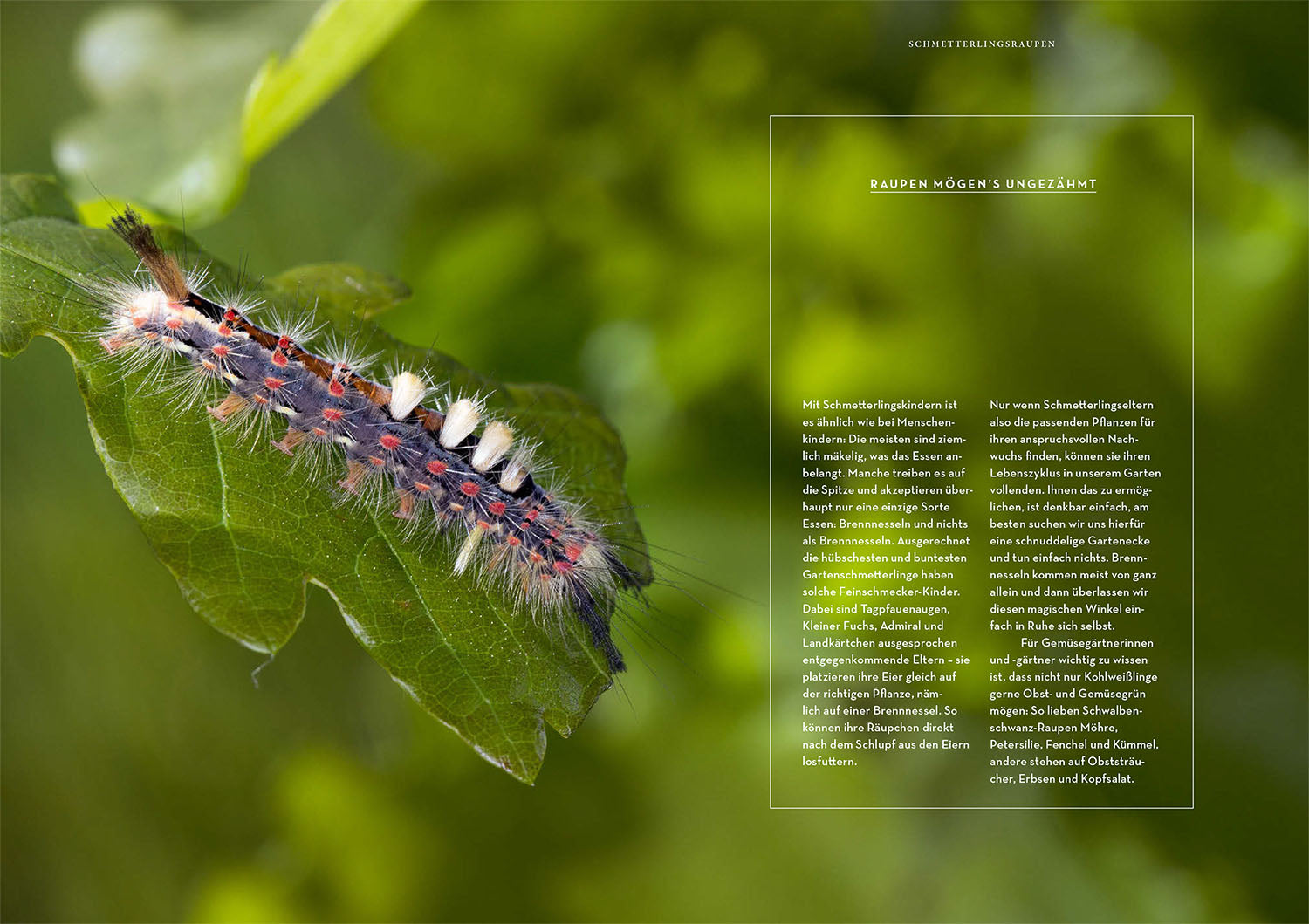 wer-schmetterlinge-liebt-muss-raupen-f-ttern-buch-hecker image 5