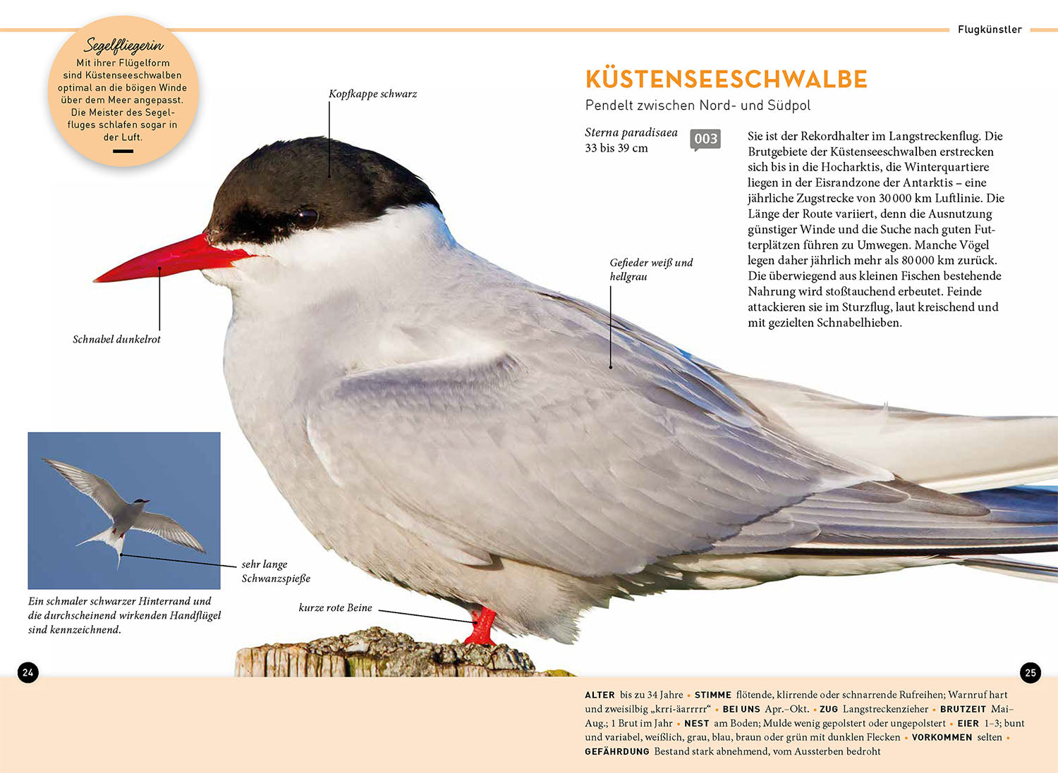 kosmos-lieblingsv-gel-buch-36-arten-vogelstimmen-per-app image 4