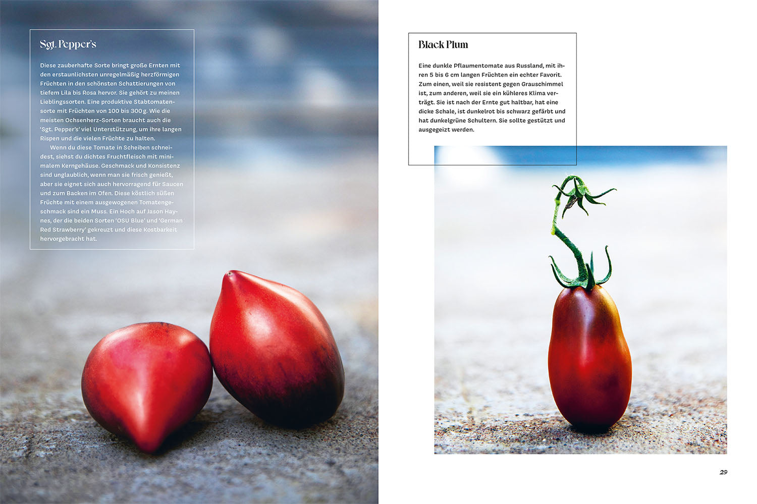 verr-ckt-nach-tomaten-gartenbuch-tomaten-anbauen-johanna-gilljam image 4