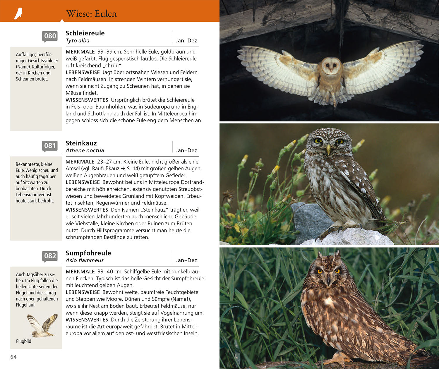 kosmos-vogelf-hrer-f-r-unterwegs-bestimmungsbuch-einsteiger-2 image 4