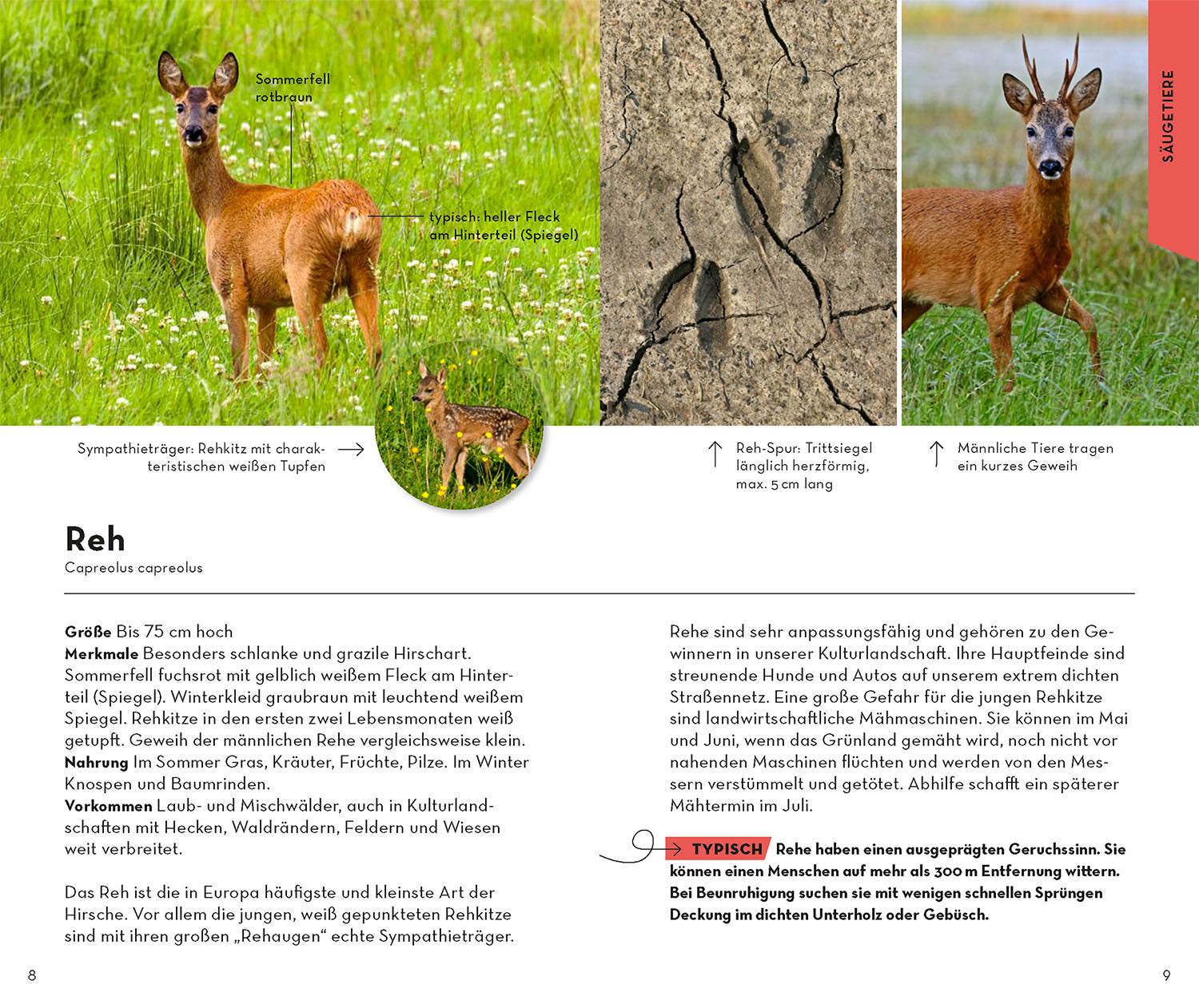 kosmos-basic-wald-naturf-hrer-buch-100-waldbewohner-nabu image 3