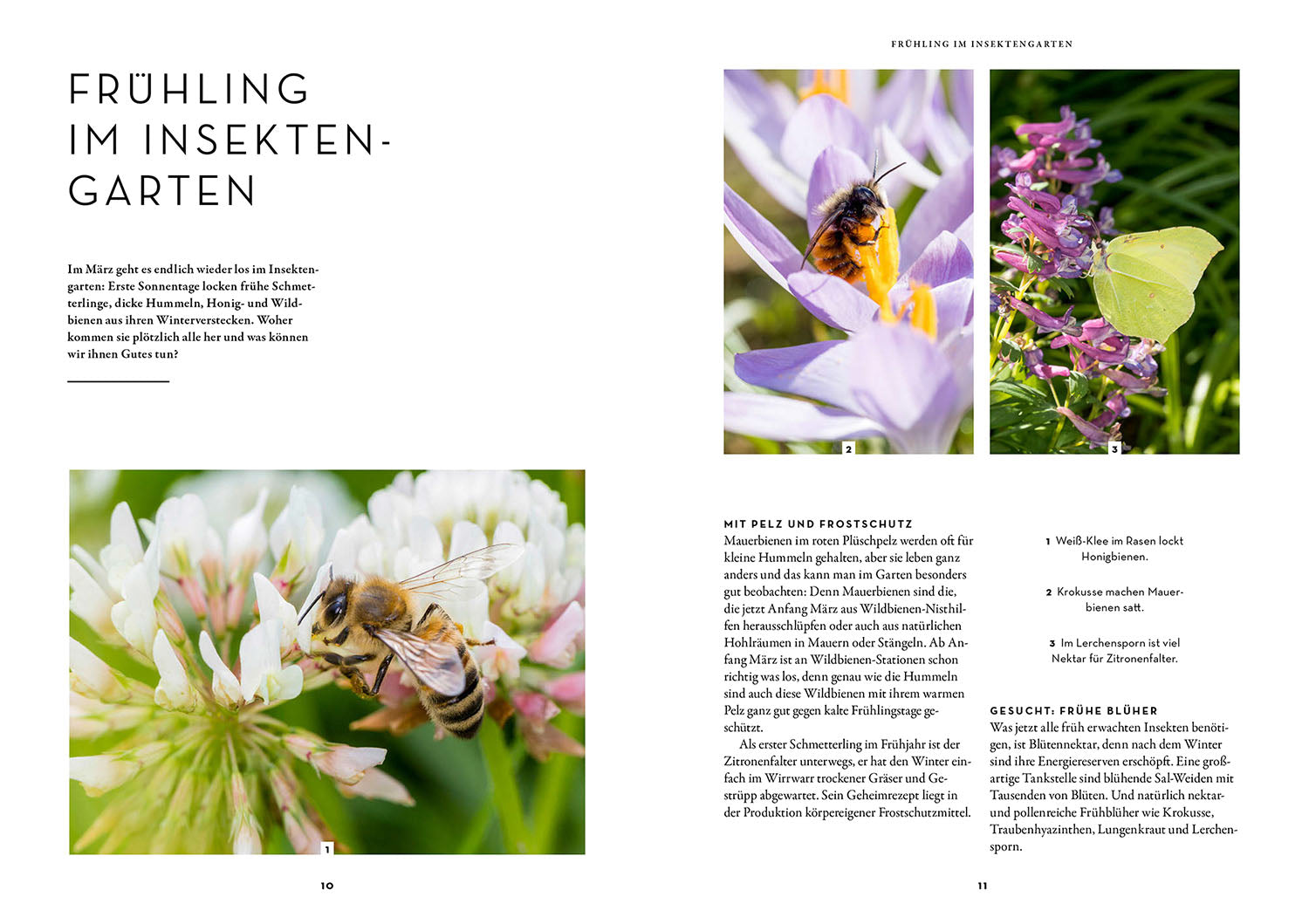 wer-schmetterlinge-liebt-muss-raupen-f-ttern-buch-hecker image 3