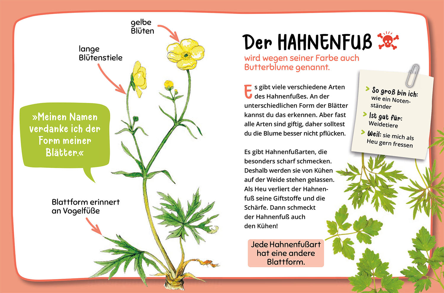 kosmos-mein-erster-naturf-hrer-was-bl-ht-denn-da-blumenbuch-2 image 4