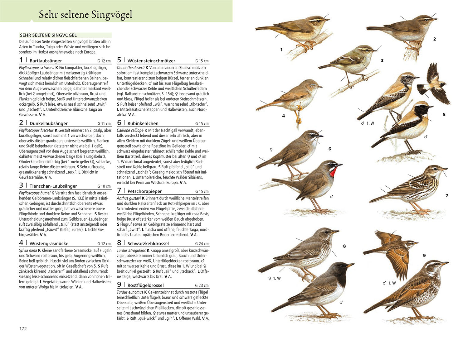 was-fliegt-denn-da-das-original-vogelbuch-bestimmung image 5