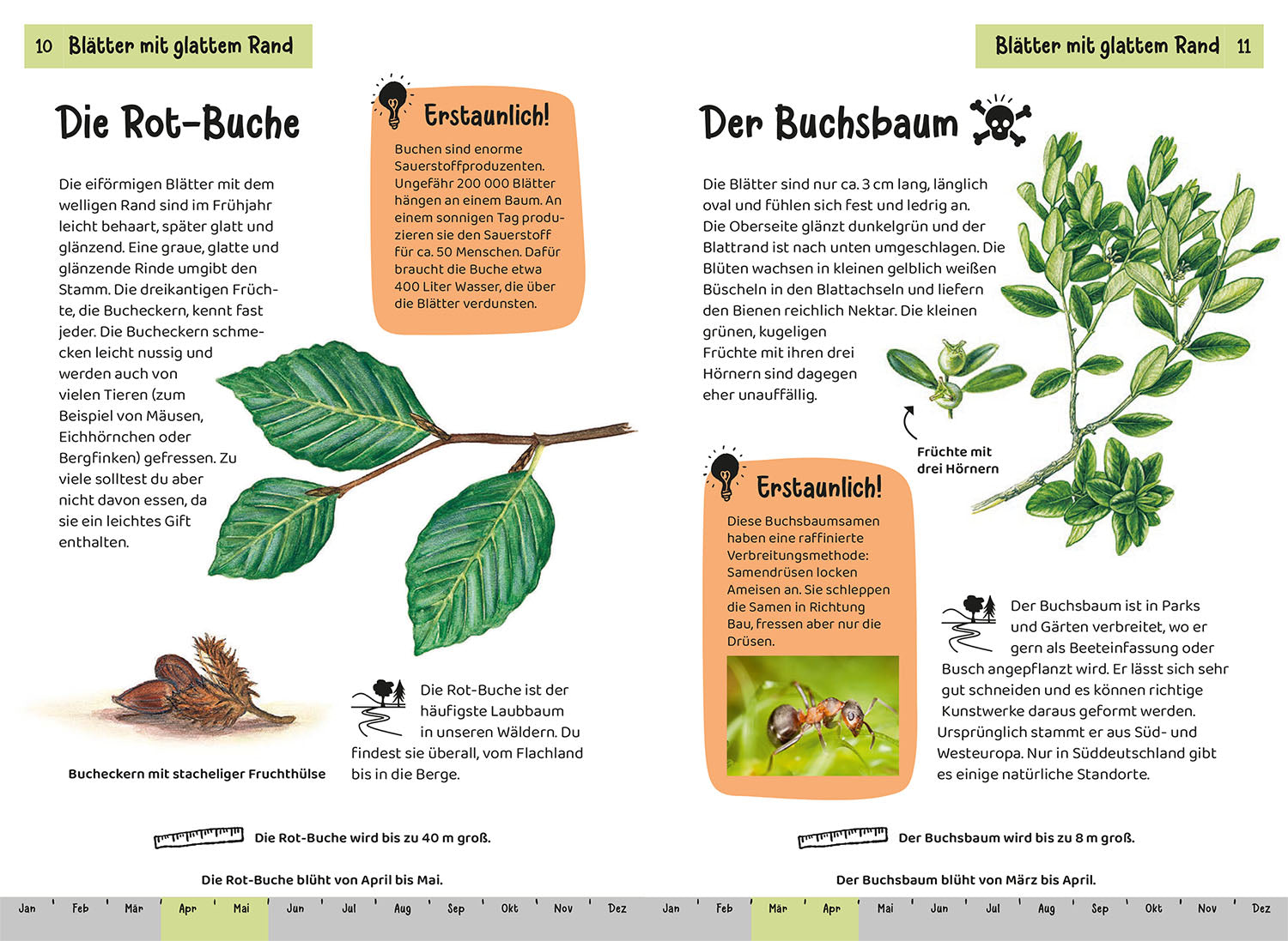 kosmos-welcher-baum-ist-das-kindernaturf-hrer-ab-6 image 5