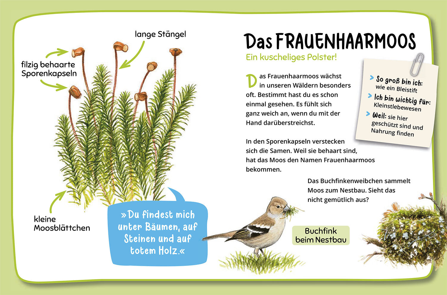 kosmos-mein-erster-naturf-hrer-was-lebt-im-wald-ab-4-jahren image 6