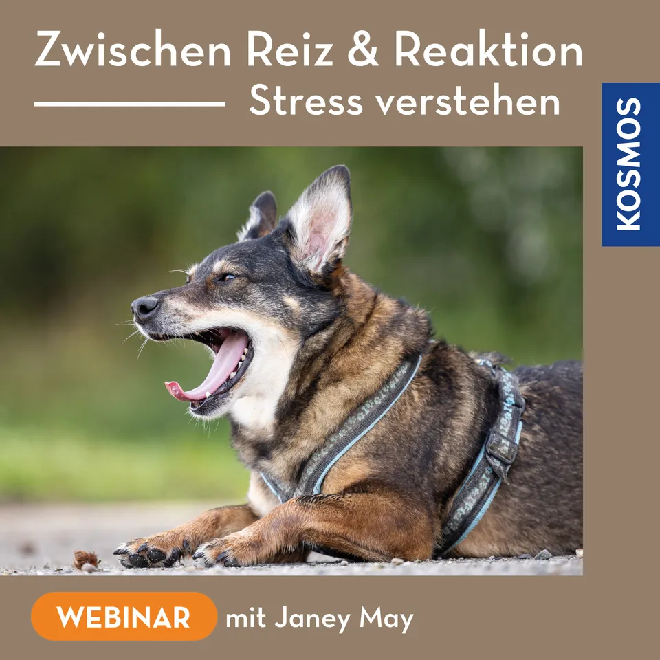 zwischen-reiz-reaktion-hund-stress-webinar-live-janey-may image 1
