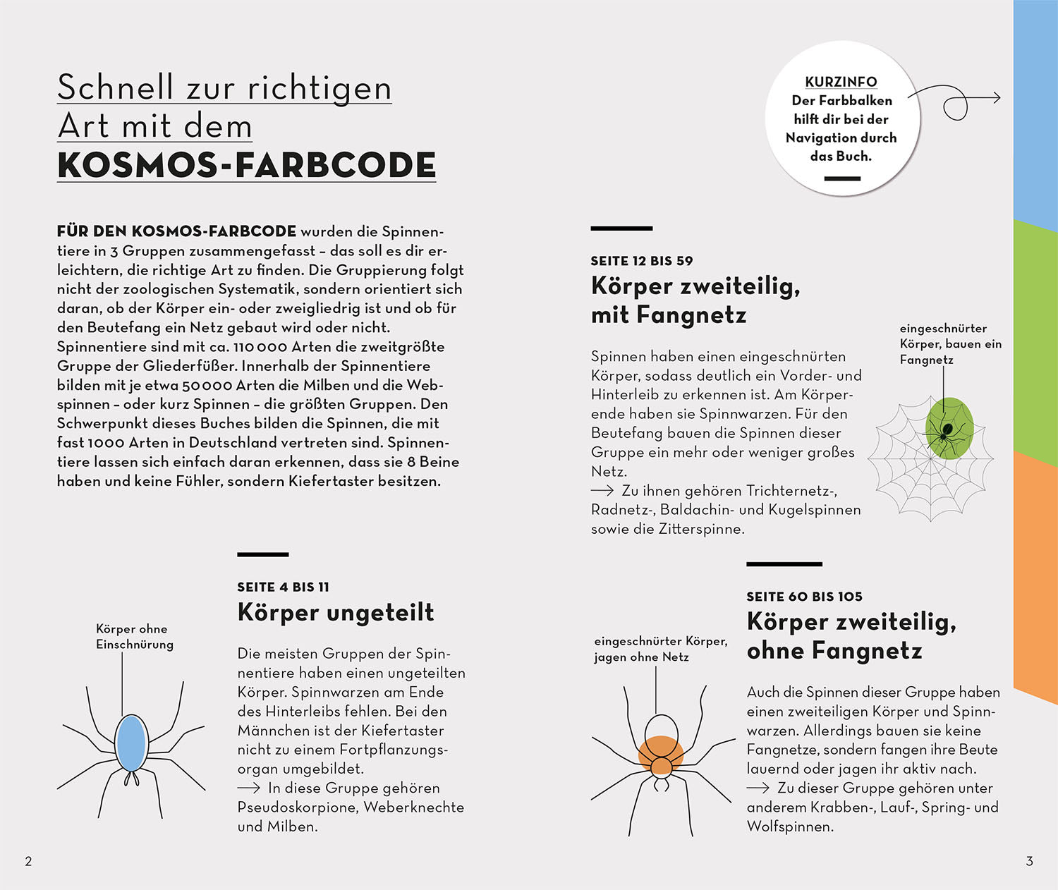 kosmos-basic-spinnen-naturf-hrer-taschenformat image 3