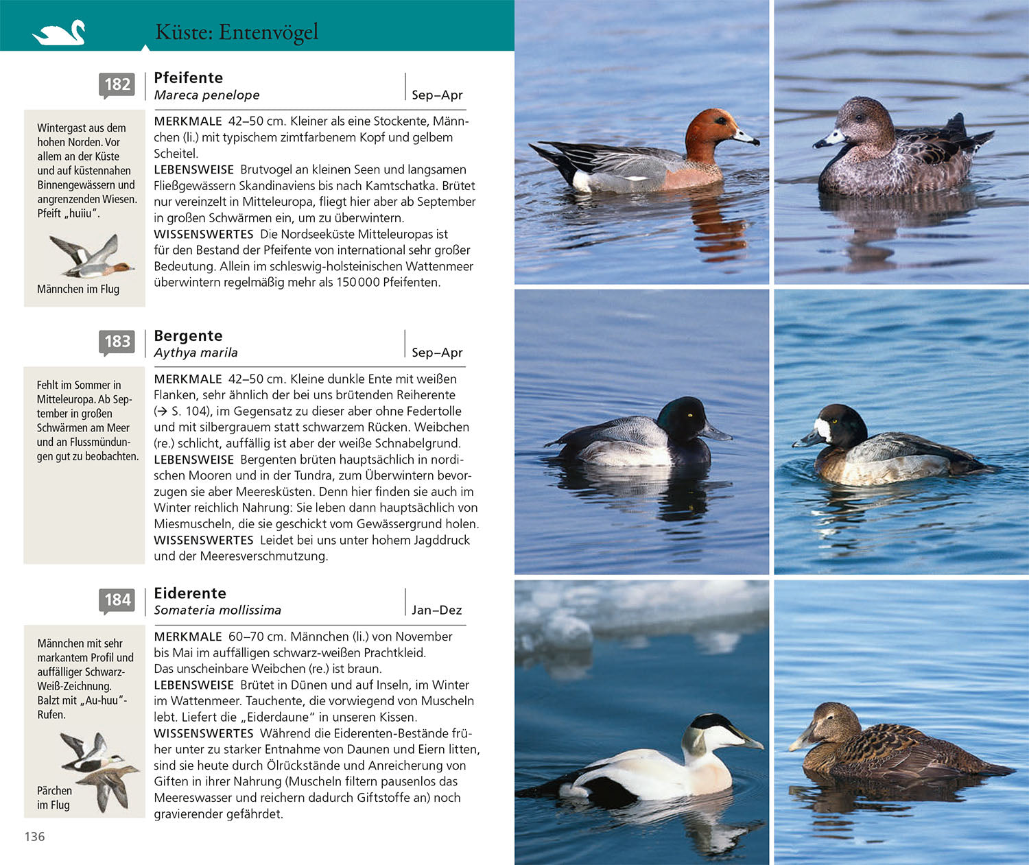 kosmos-vogelf-hrer-f-r-unterwegs-bestimmungsbuch-einsteiger-2 image 5