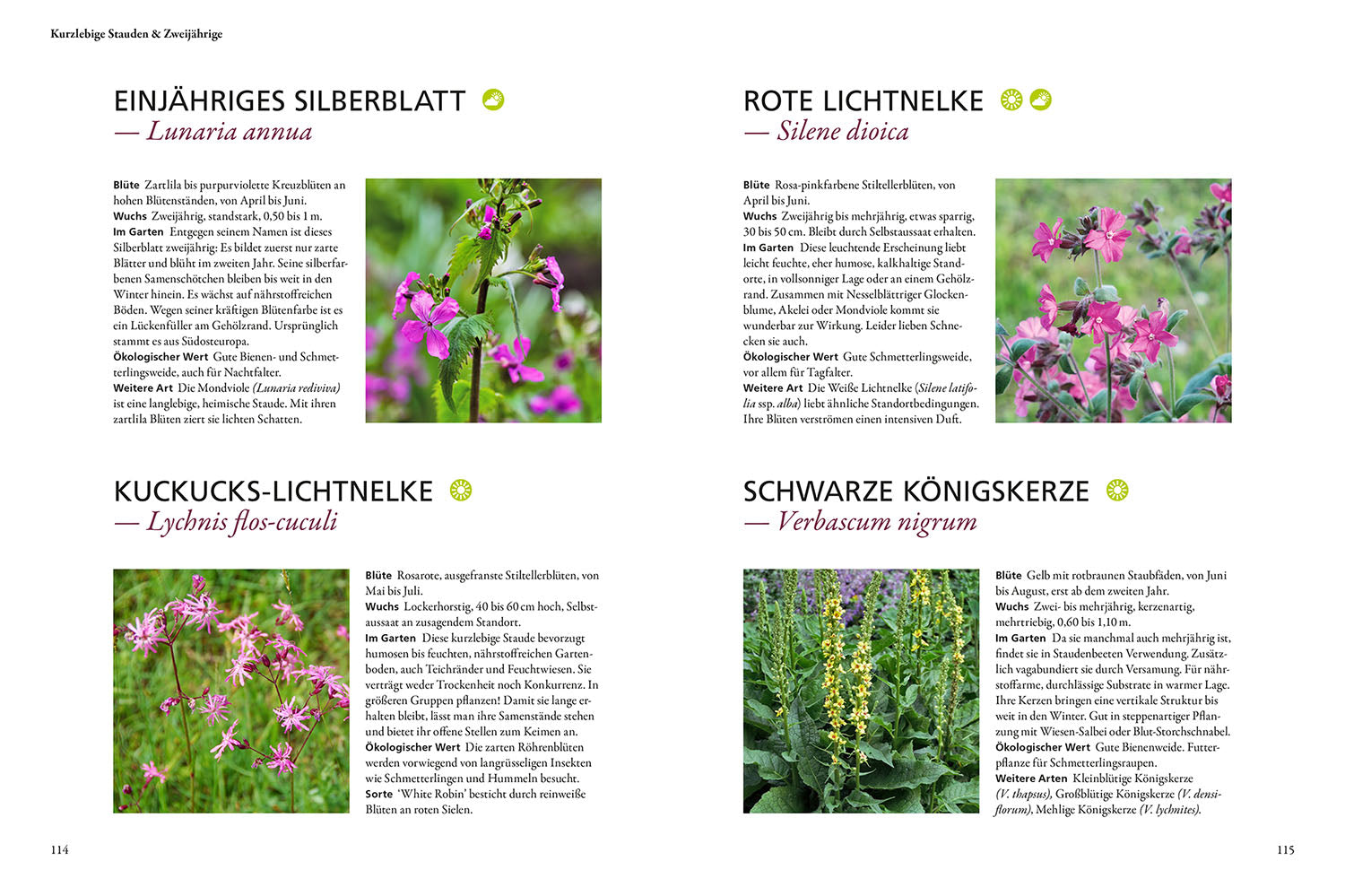 kosmos-wild-bunt-gartenbuch-tierfreundlicher-garten image 6