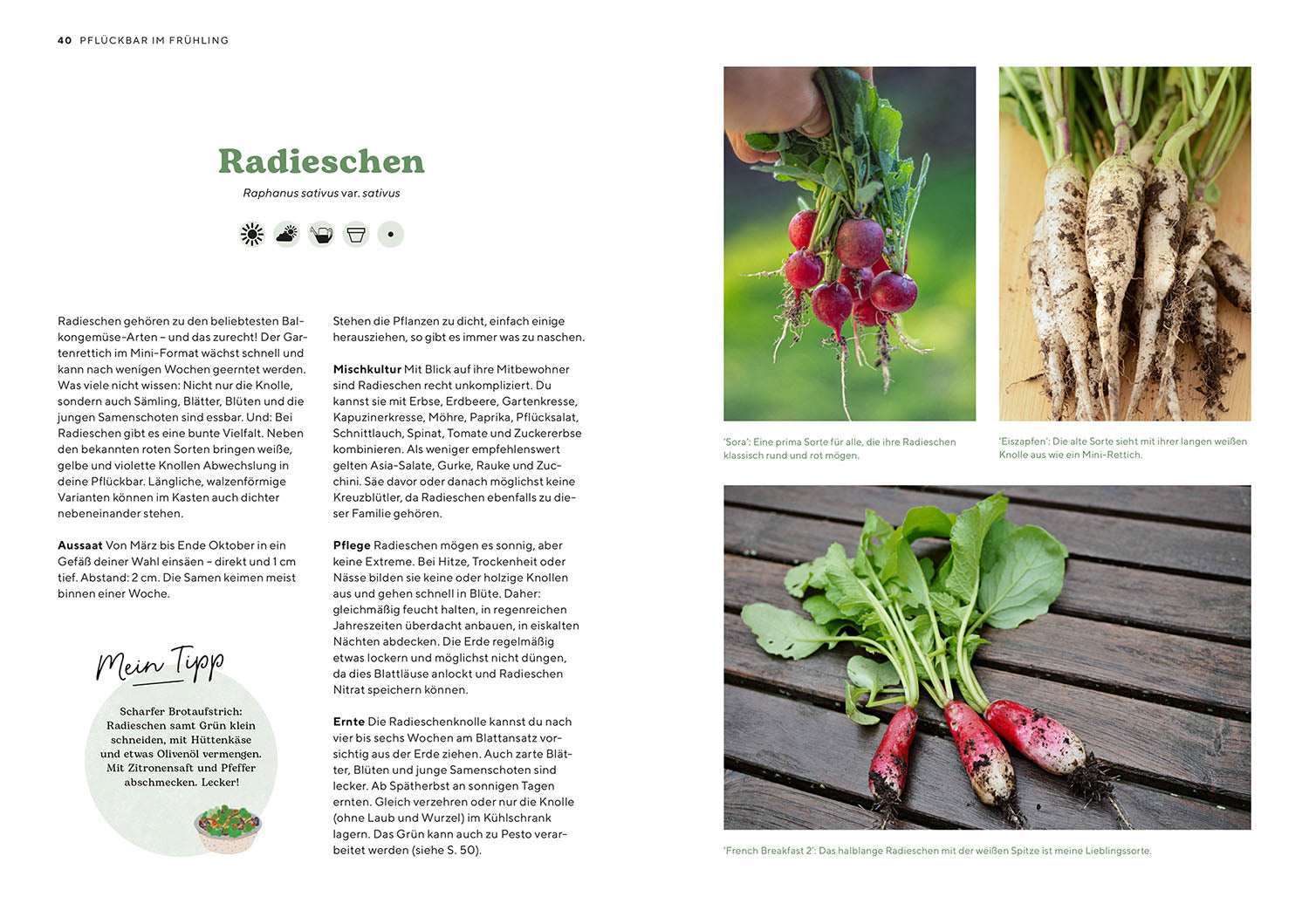 kosmos-pfl-ckbar-balkongarten-ratgeber-gem-se-ohne-garten image 5
