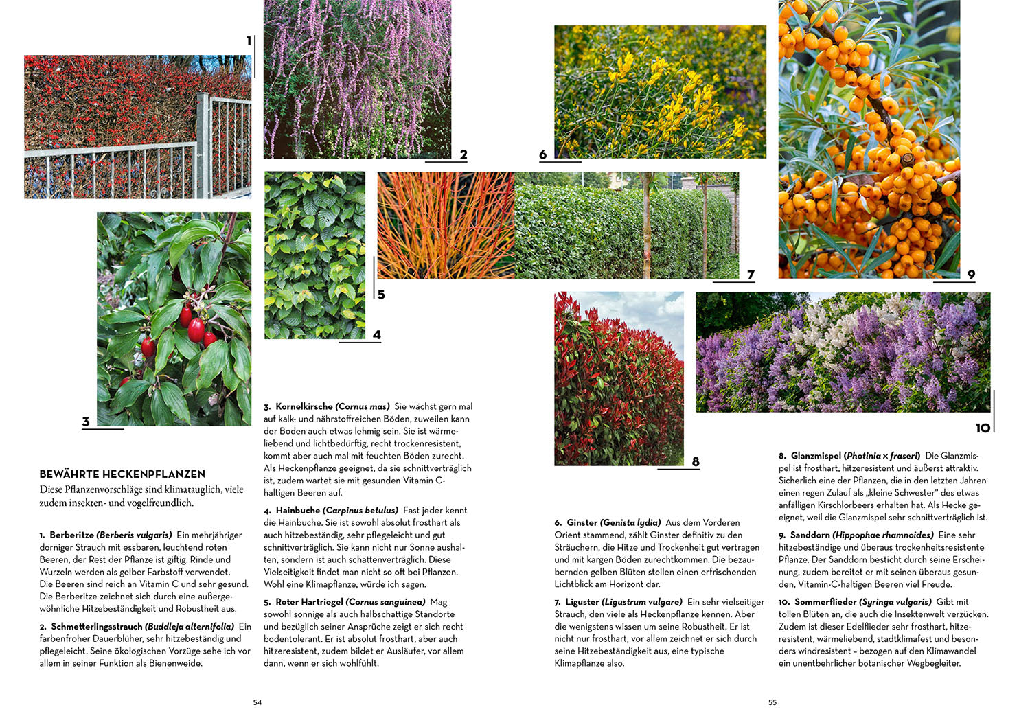 oase-k-hler-garten-ratgeber-gartenbuch-markus-meyer image 3