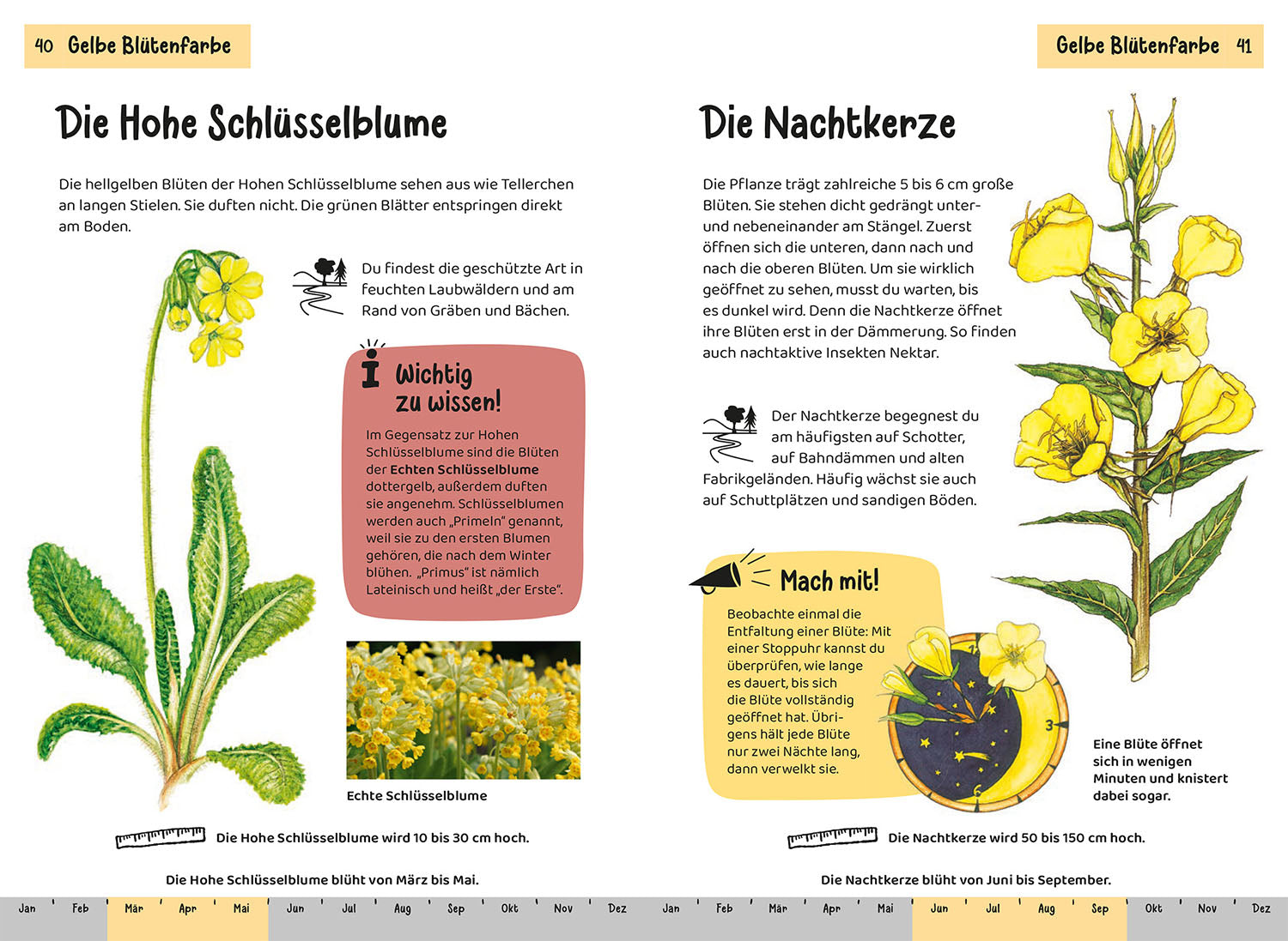 kosmos-was-bl-ht-denn-da-kindernaturf-hrer-blumen image 6