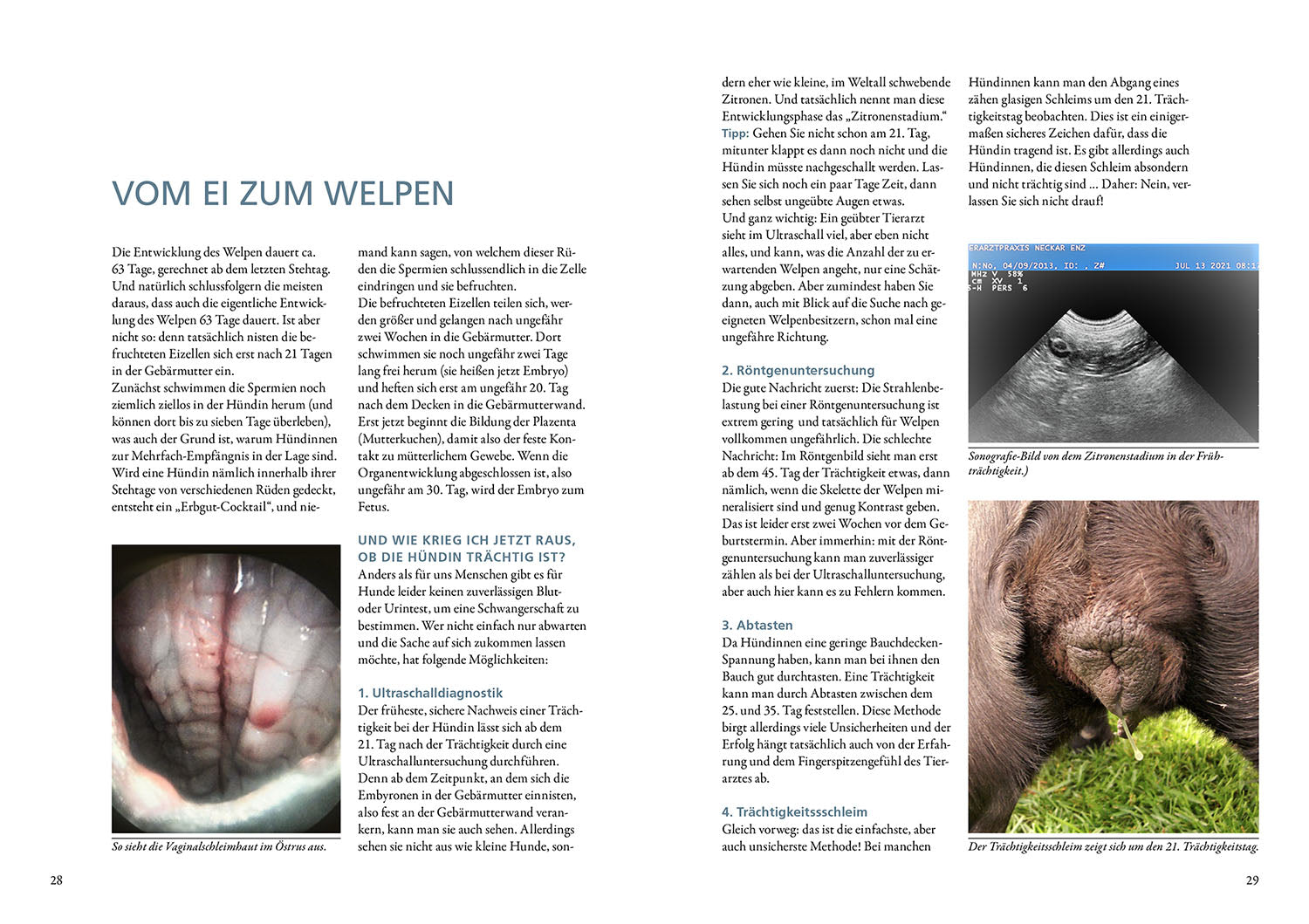 die-zauberkicker-das-zuchtbuch-ratgeber-hundezucht-welpen image 4