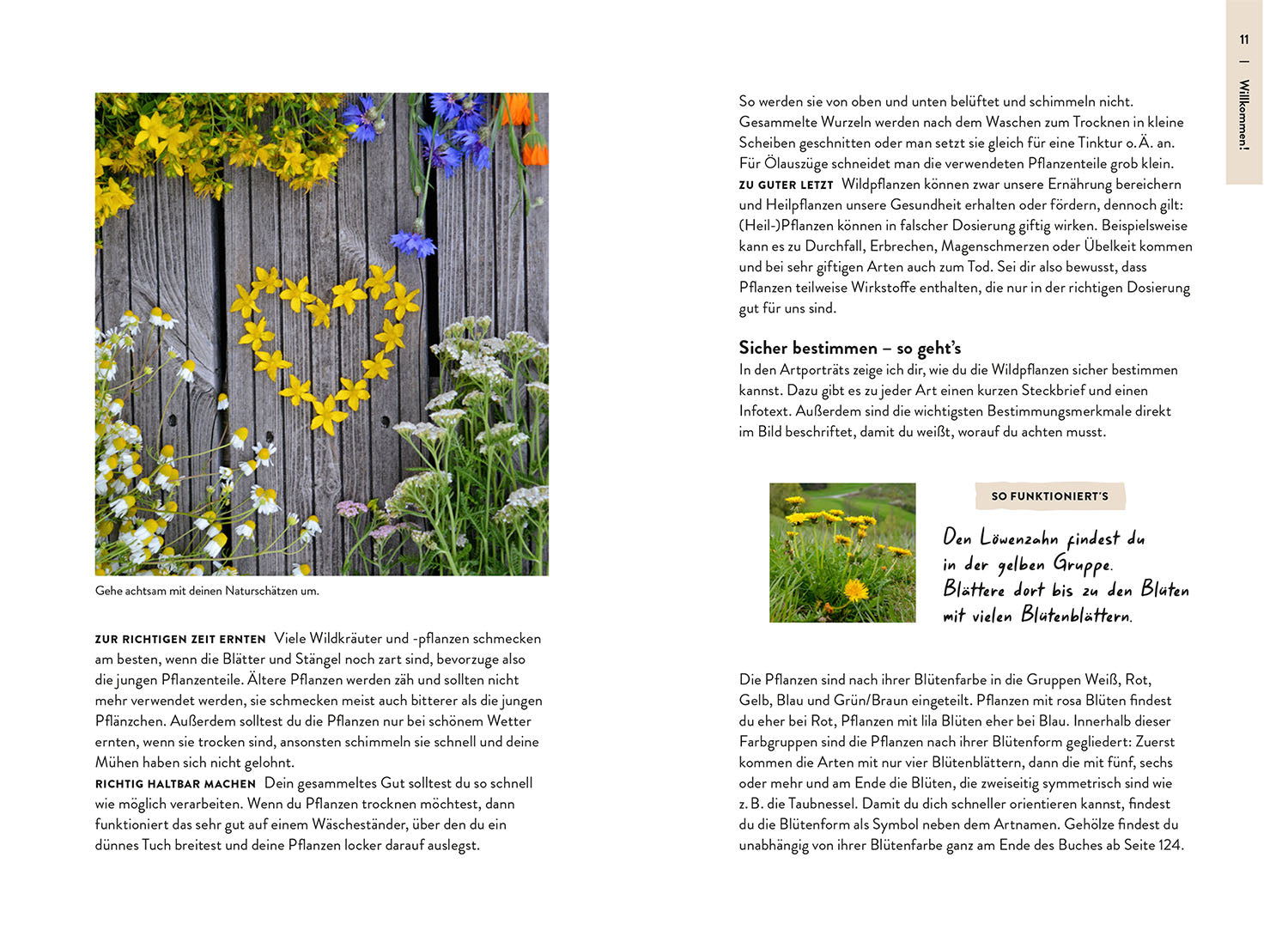 kosmos-nature-guide-wildpflanzen-buch-heimische-pflanzen-bestimmen image 3