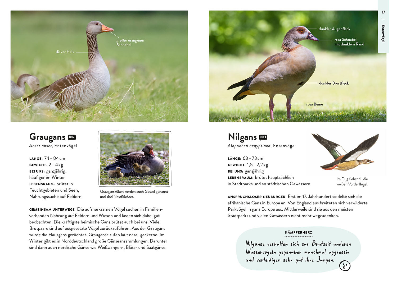kosmos-nature-guide-v-gel-vogelf-hrer-bestimmung-nibbenhagen image 4