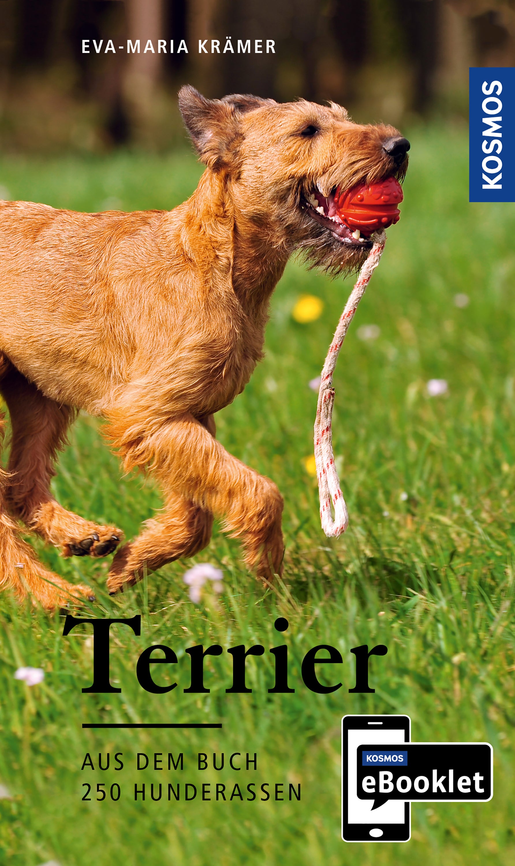 die-zauberkicker-terrier-ursprung-wesen-haltung-ebooklet image 1