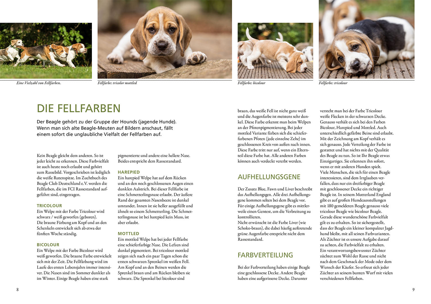 kosmos-praxiswissen-hund-beagle-hunderatgeber-haltung-erziehung image 3