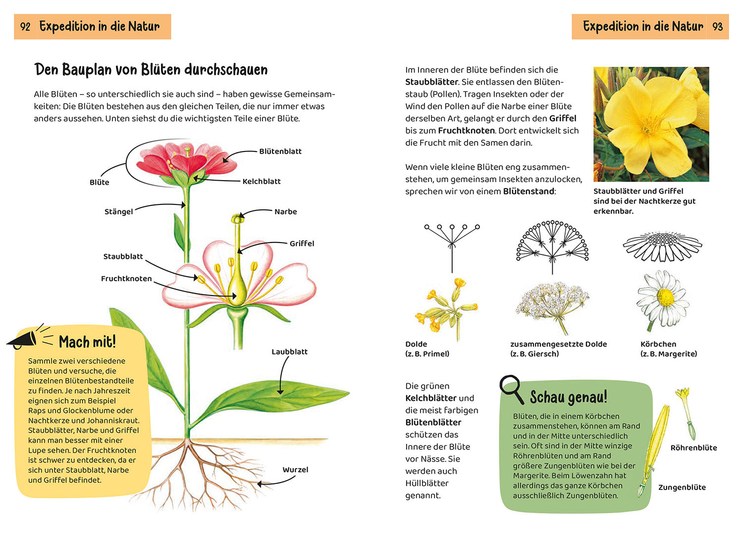 kosmos-was-bl-ht-denn-da-kindernaturf-hrer-blumen image 7