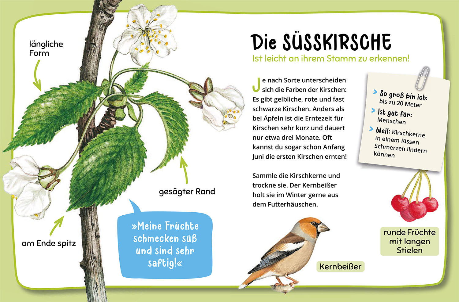 kosmos-mein-erster-naturf-hrer-welcher-baum-ist-das-kinderbuch-ab-4 image 5