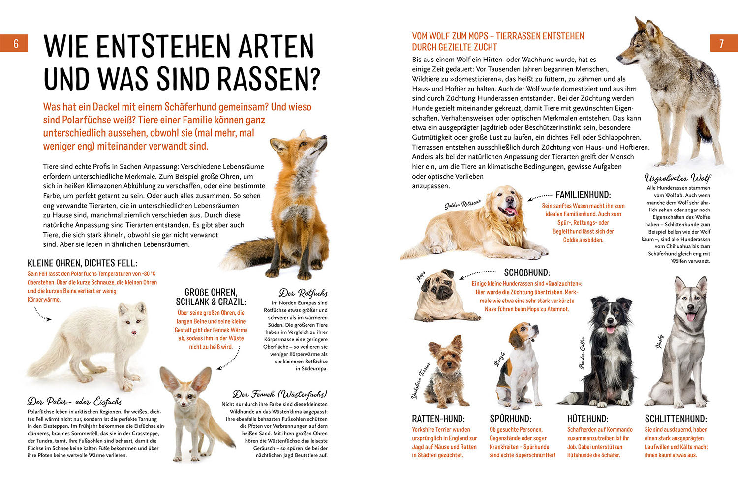 kosmos-heimische-tiere-und-ihre-wilden-verwandten-tierbuch image 3