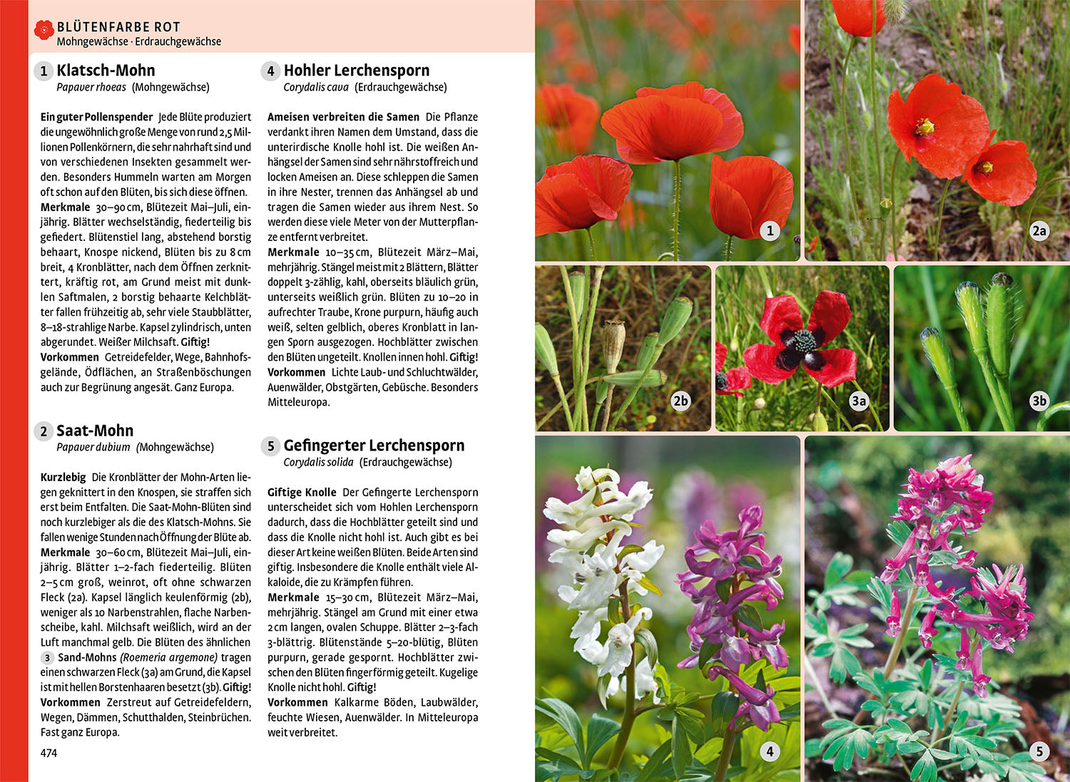 kosmos-der-gro-e-naturf-hrer-tiere-und-pflanzen-buch-900-tiere image 5