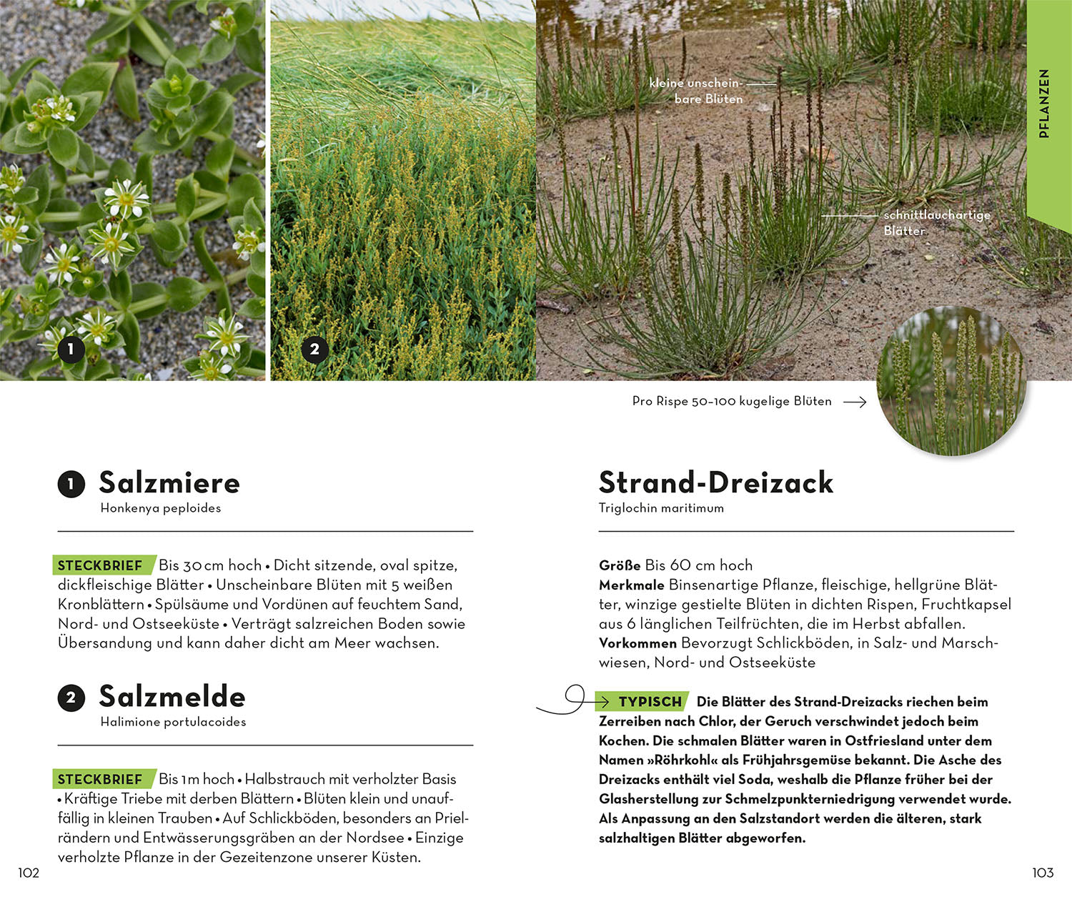 kosmos-basic-strand-und-k-ste-naturf-hrer-taschenbuch image 6