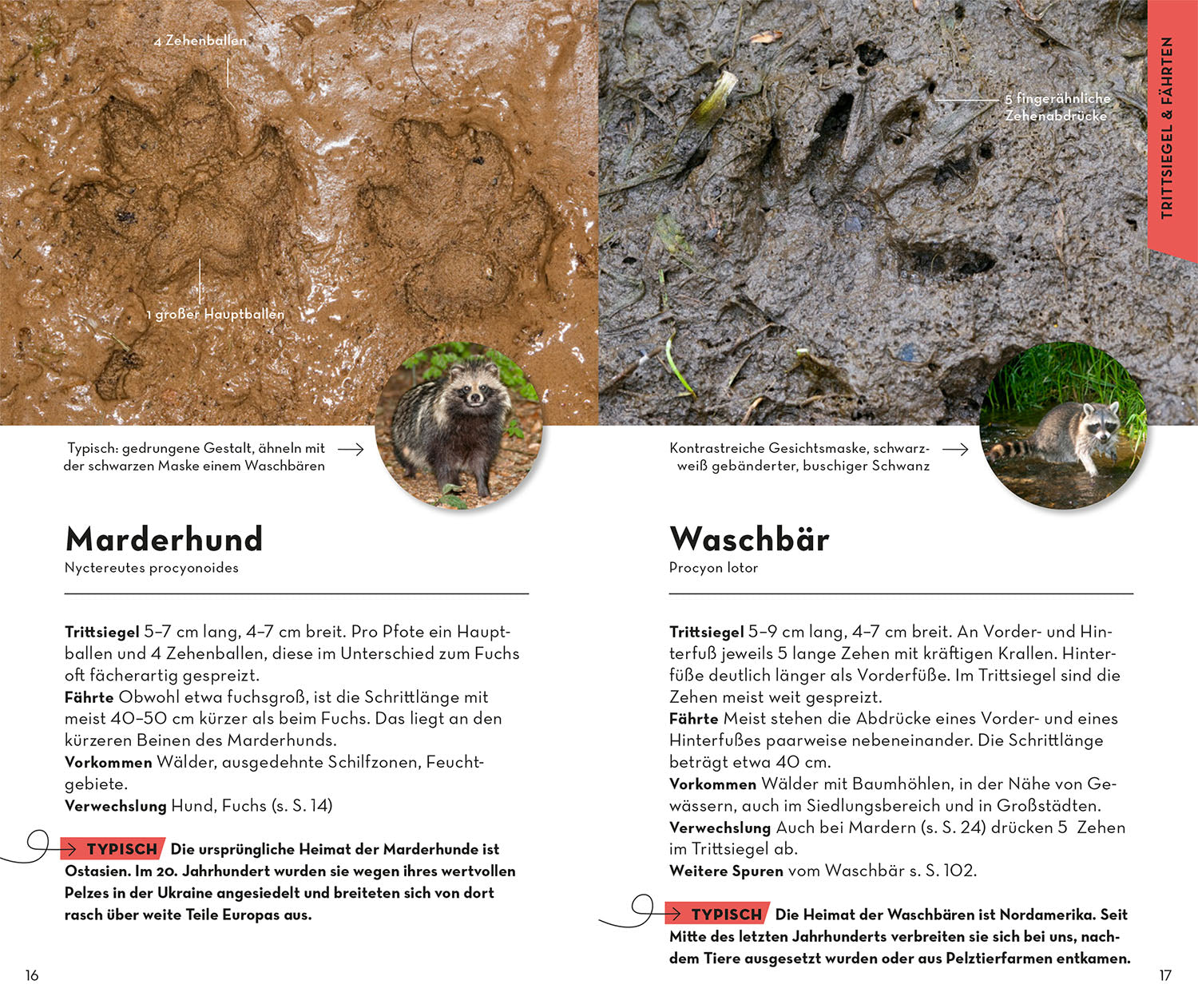 kosmos-basic-tierspuren-bestimmungsbuch-93-spuren-2 image 4