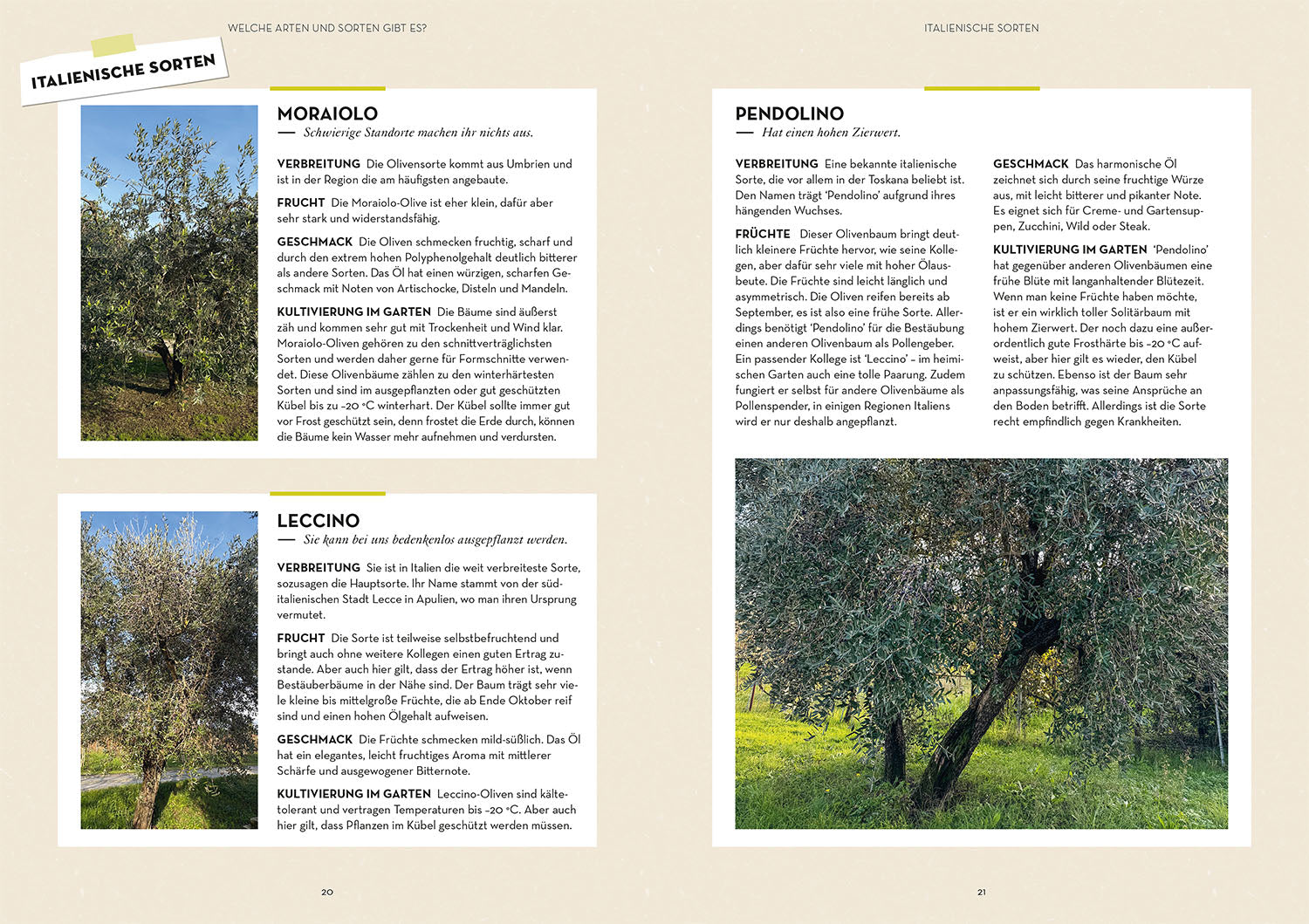 kosmos-olivenbaum-ganz-einfach-buch-garten-ratgeber-pflege image 4