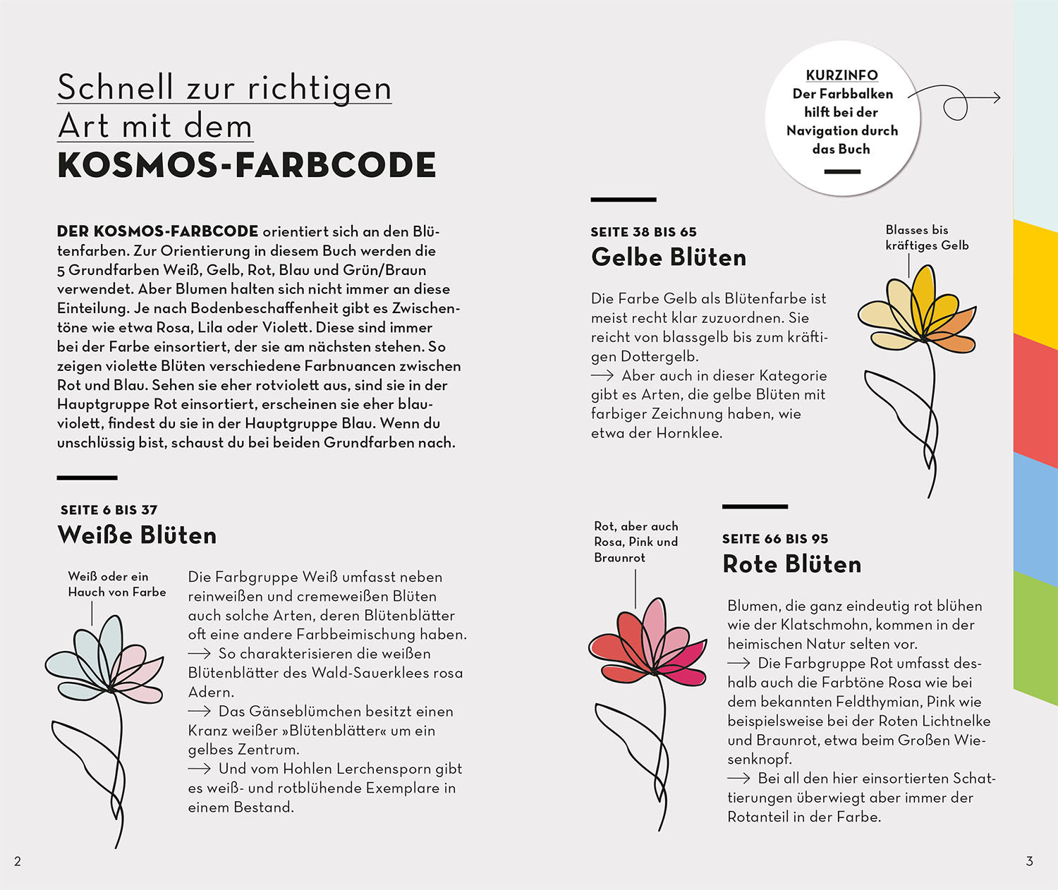 kosmos-basic-blumen-naturf-hrer-wildblumen image 3