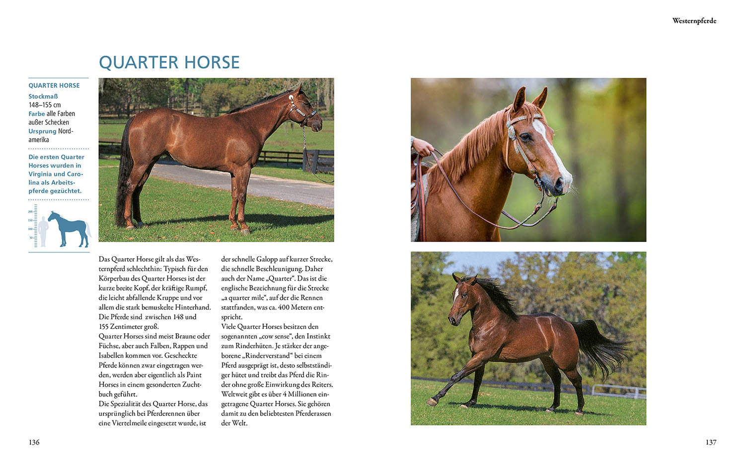 kosmos-pferderassen-buch-hannoveraner-andalusier-pony image 6