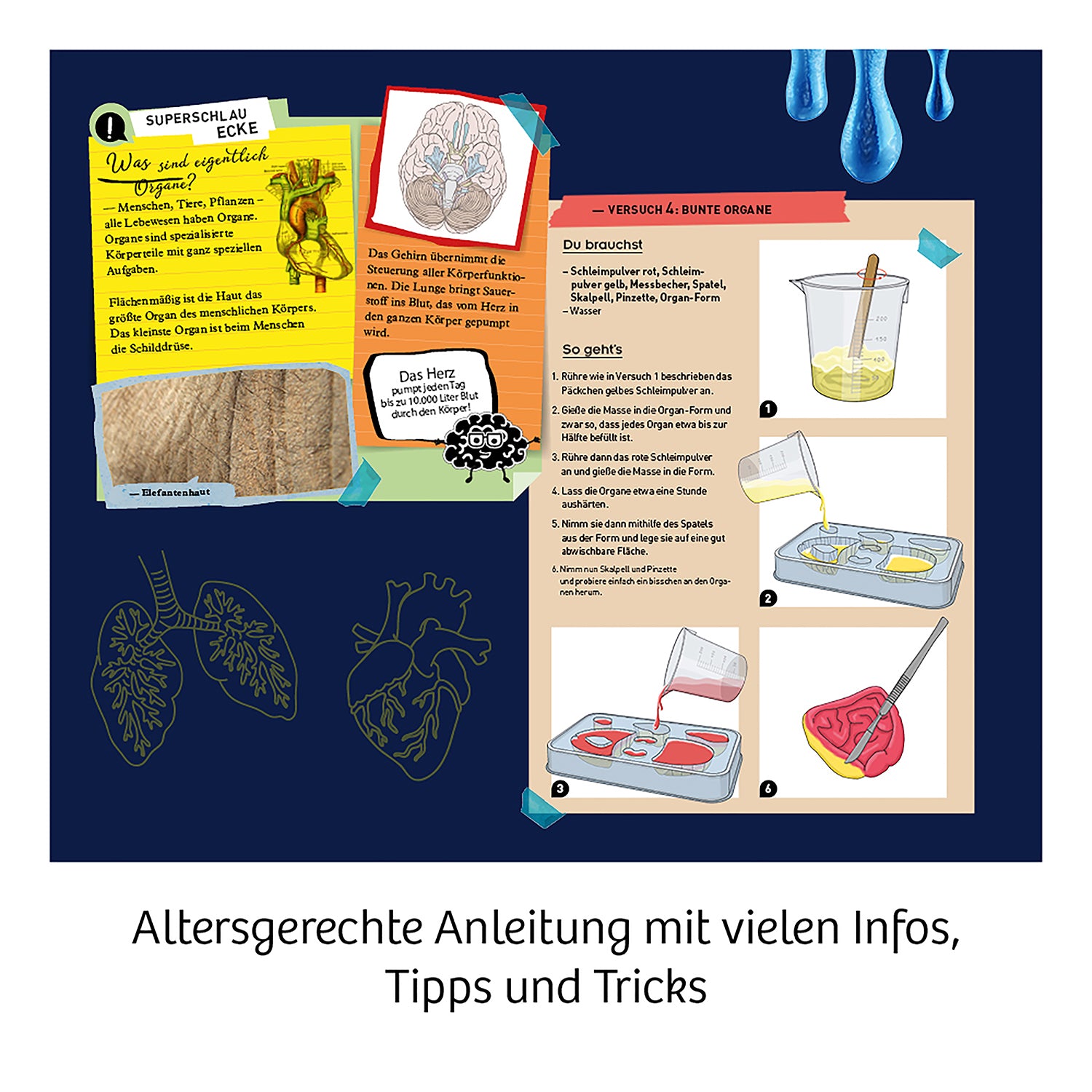 kosmos-fun-science-glibber-organe-experimentierkasten image 5