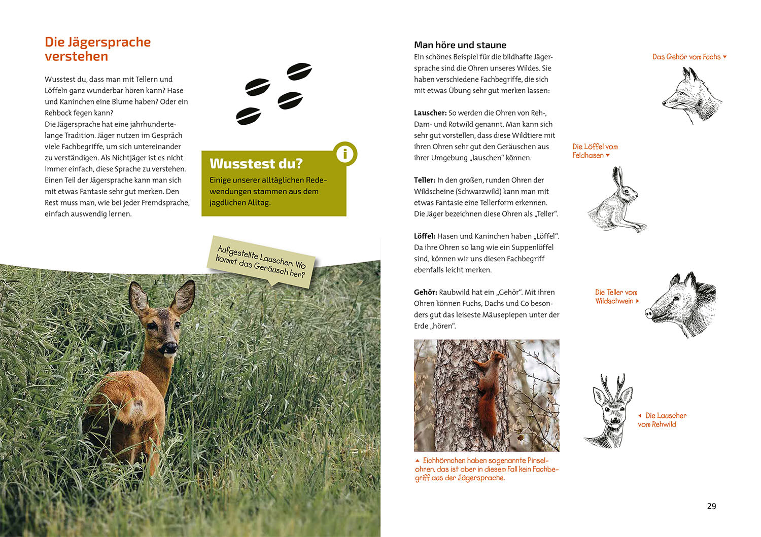 kosmos-das-jagdbuch-f-r-kids-kinderbuch-jagd-2 image 4