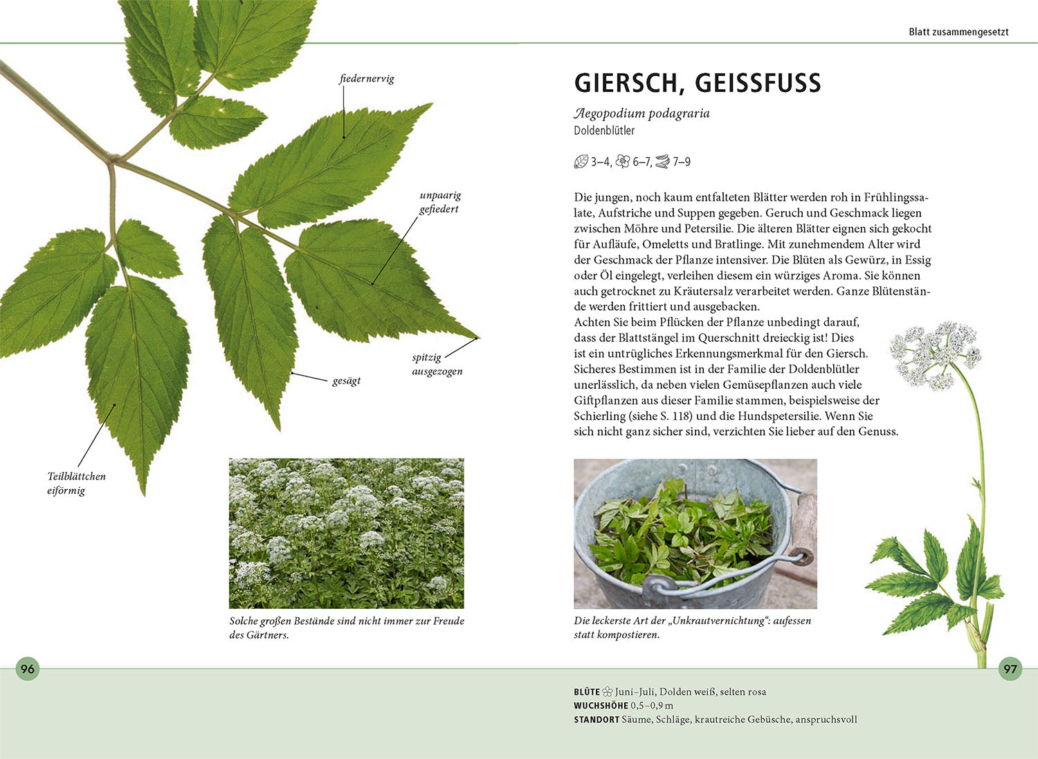 kosmos-wildkr-uter-am-blatt-erkennen-bestimmungsbuch-2 image 6