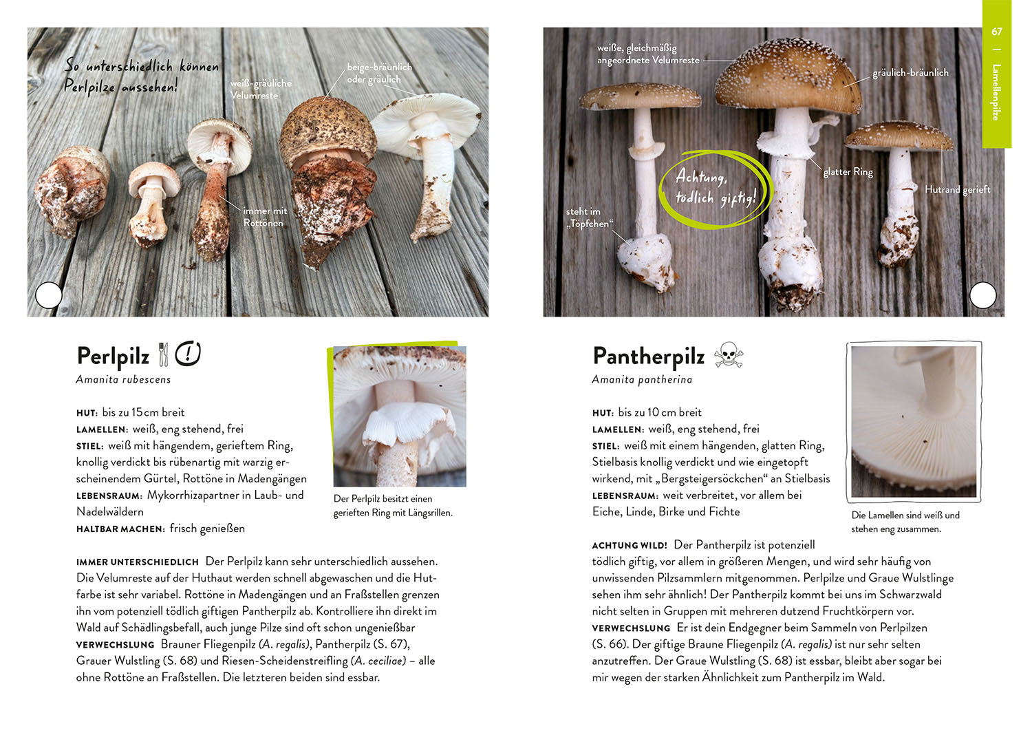 kosmos-nature-guide-pilze-pilzf-hrer-bestimmen image 5