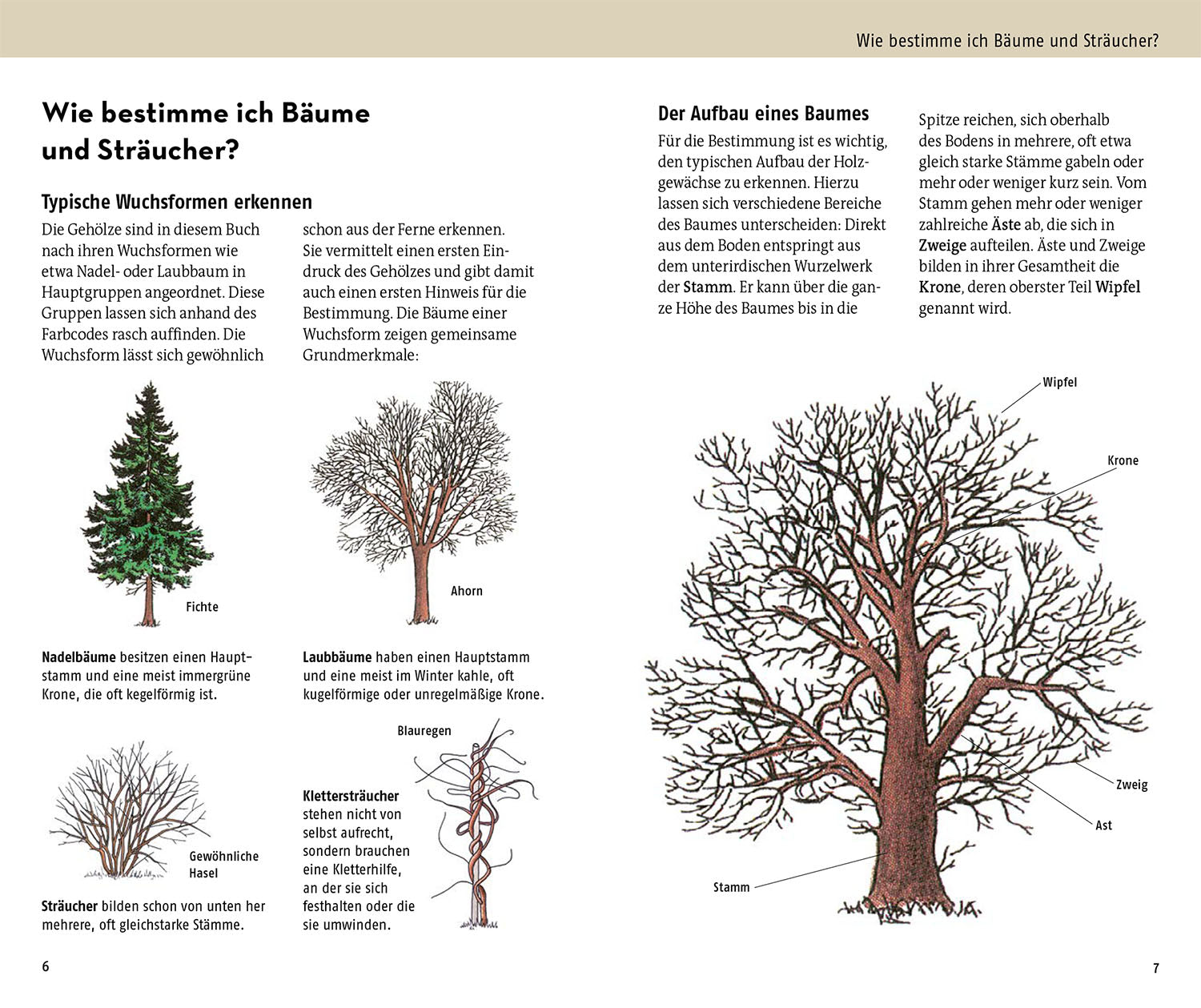 kosmos-welcher-baum-ist-das-baumf-hrer-350-arten image 3